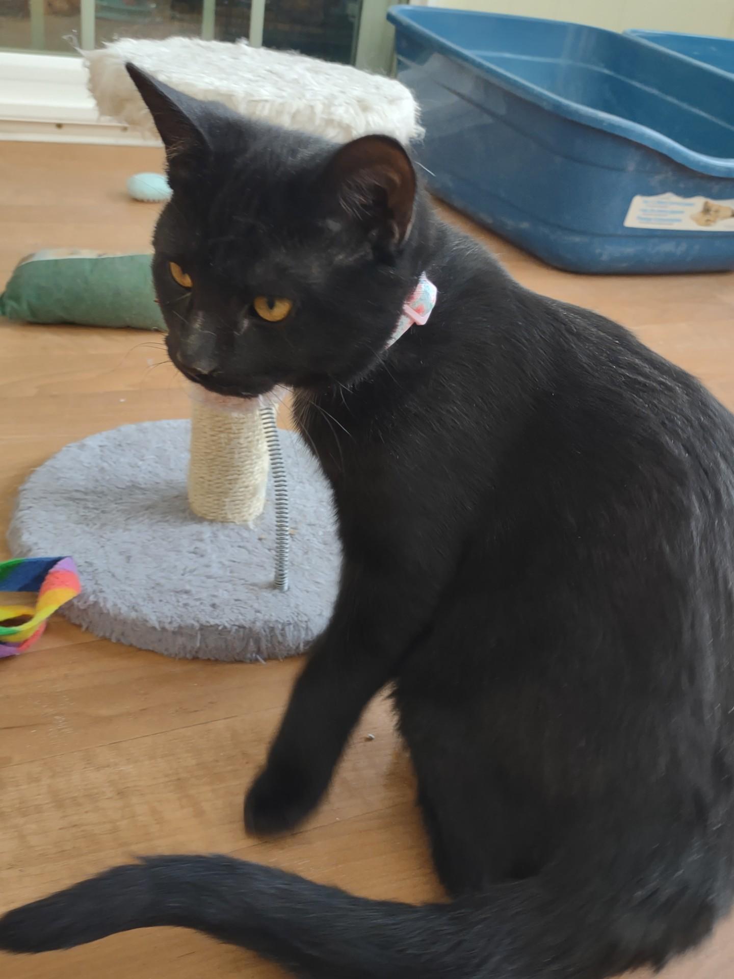 Star Chaser thumbnail 3