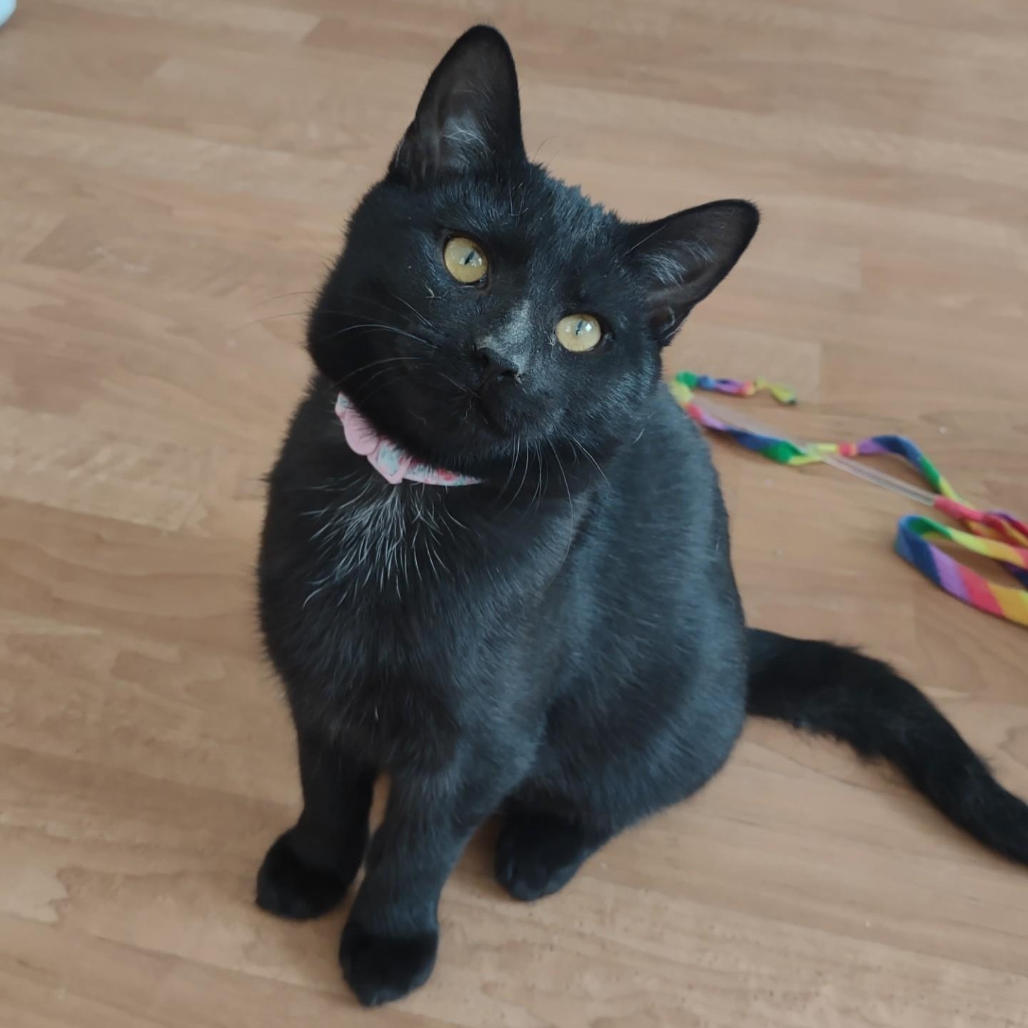 Star Chaser, Adoptable, Kitten Female Bombay & Domestic Short Hair.