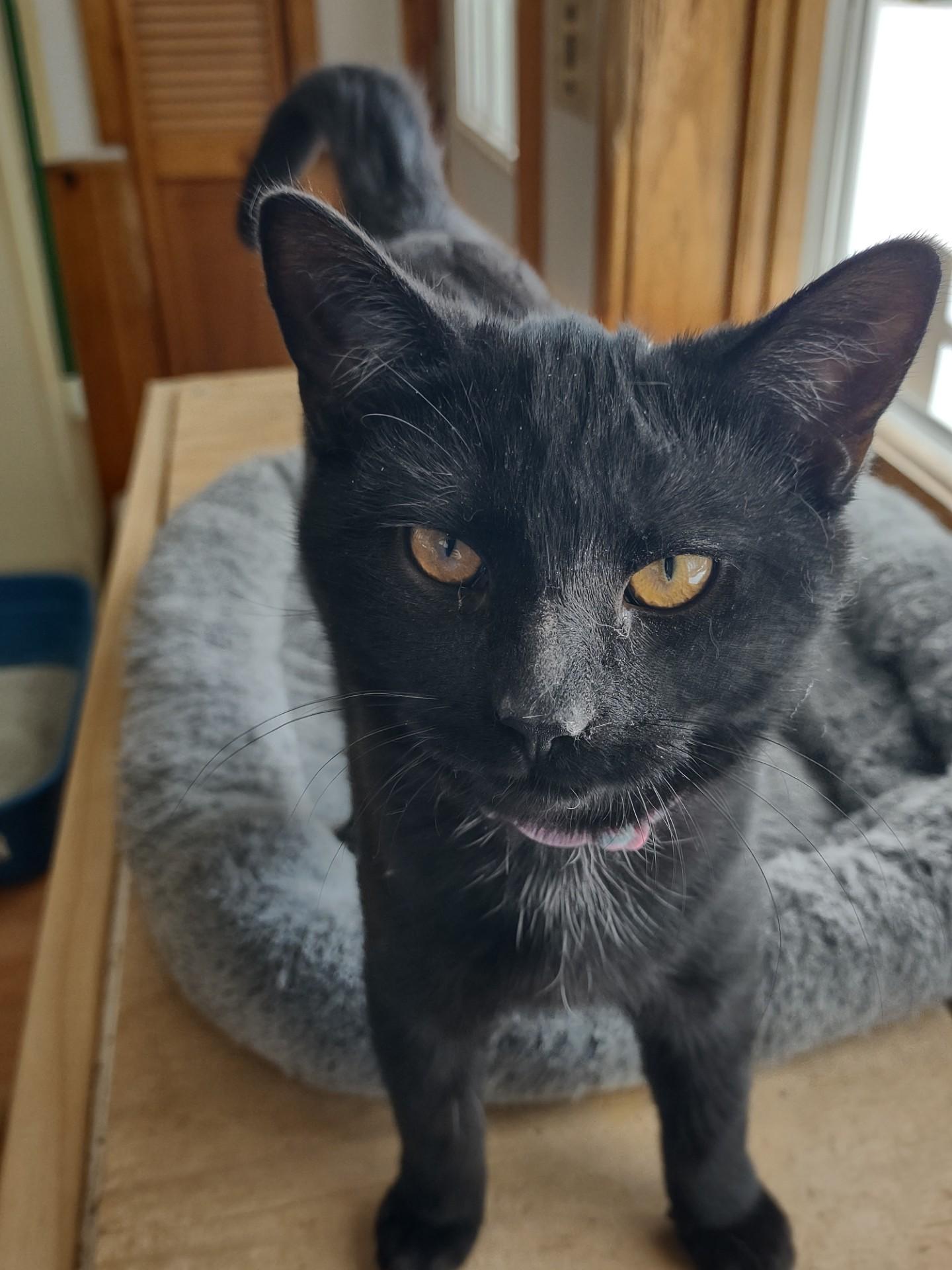 Star Chaser thumbnail 4