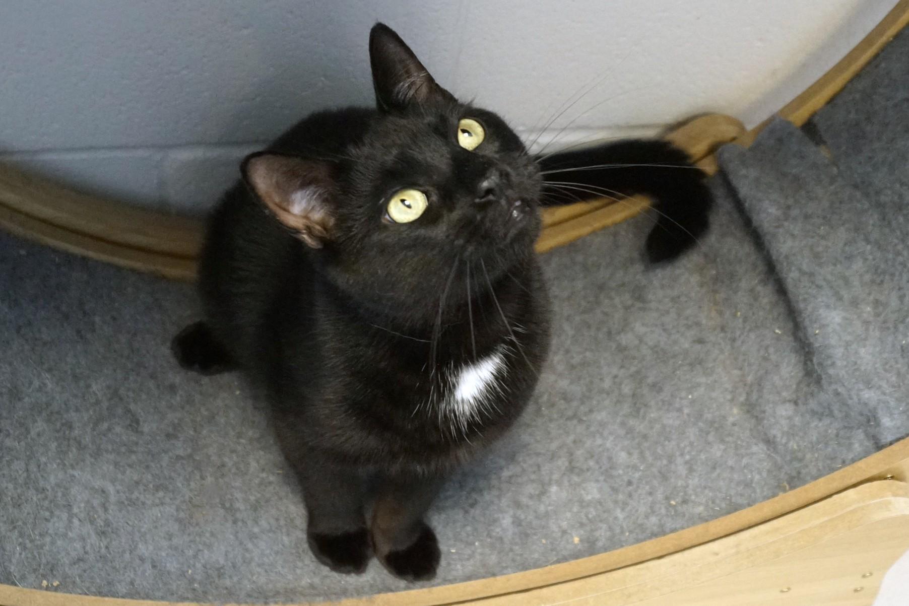Simon, Adoptable, Young Male Domestic Short Hair.