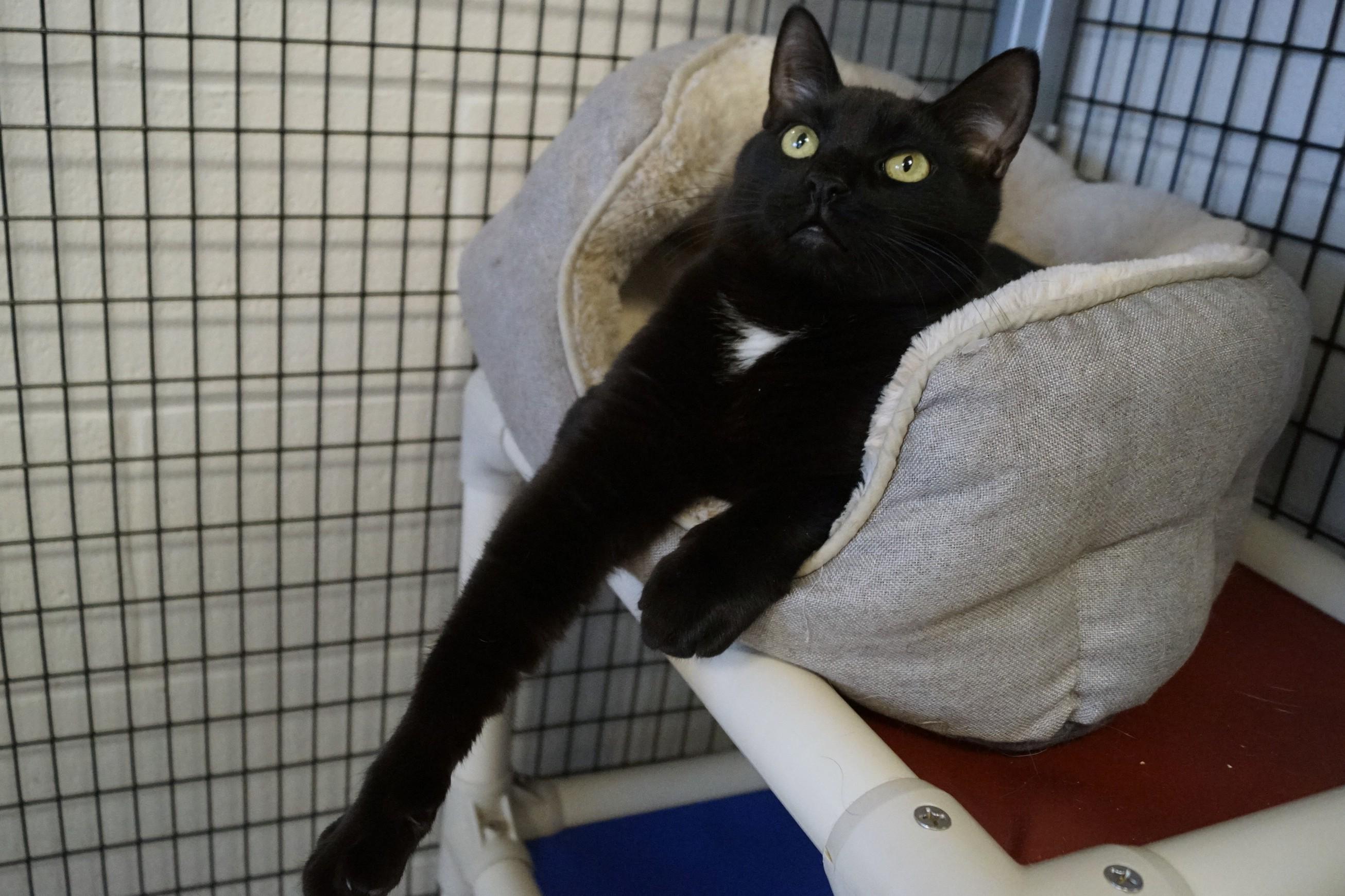 Enlarge Simon, a Adoptable Domestic Short Hair in New Milford, CT image 4/6