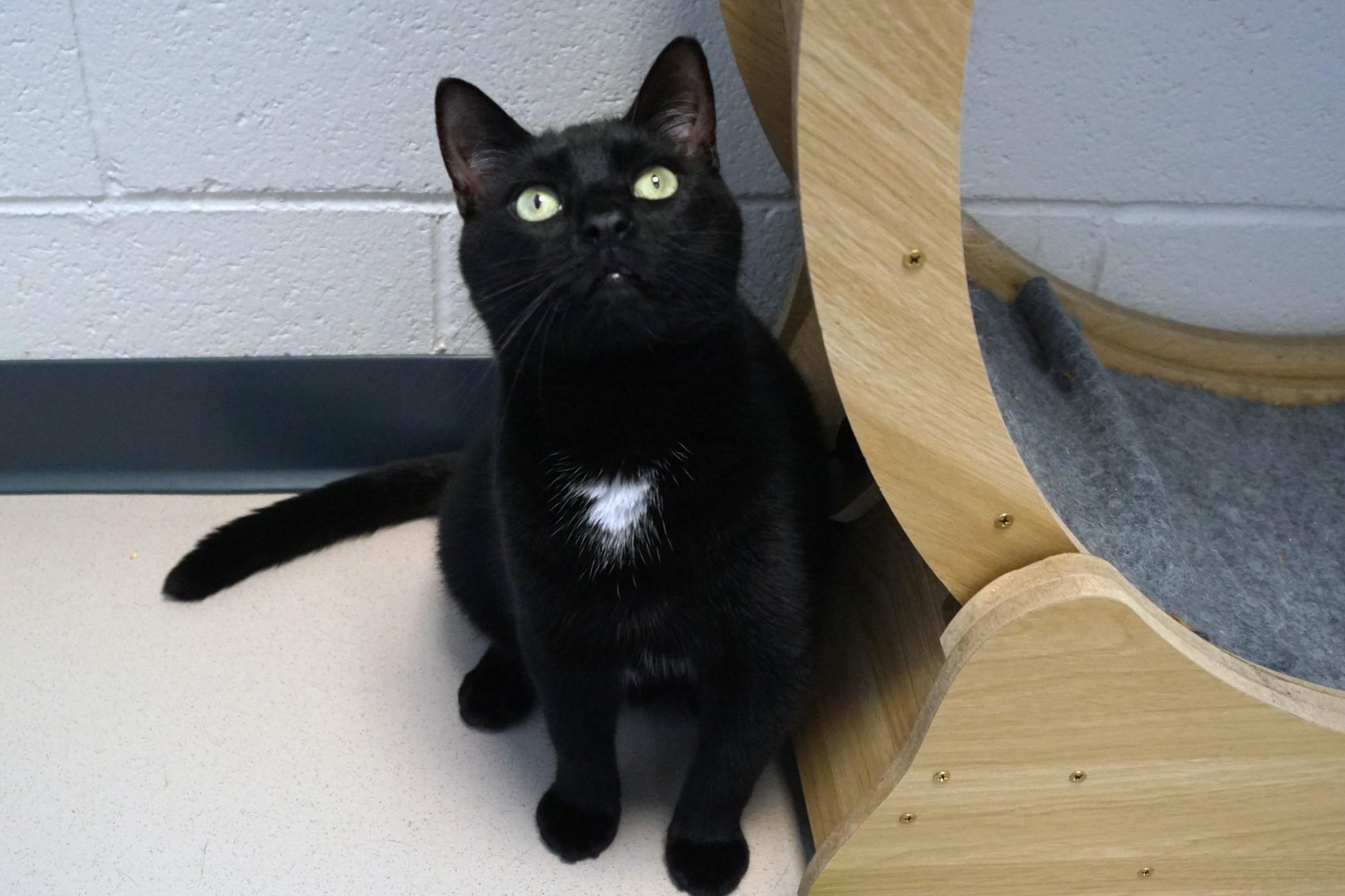 Enlarge Simon, a Adoptable Domestic Short Hair in New Milford, CT image 2/6
