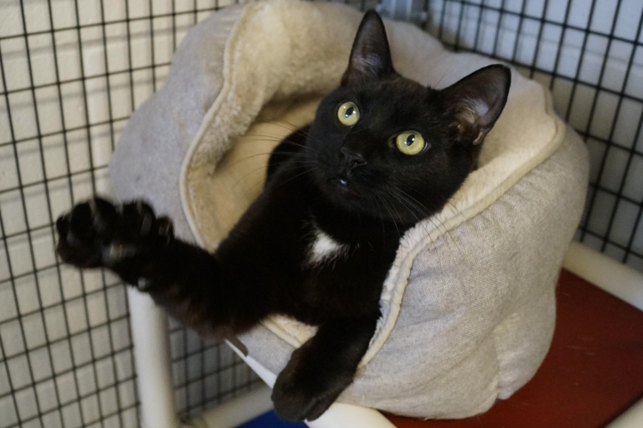 Enlarge Simon, a Adoptable Domestic Short Hair in New Milford, CT image 3/6