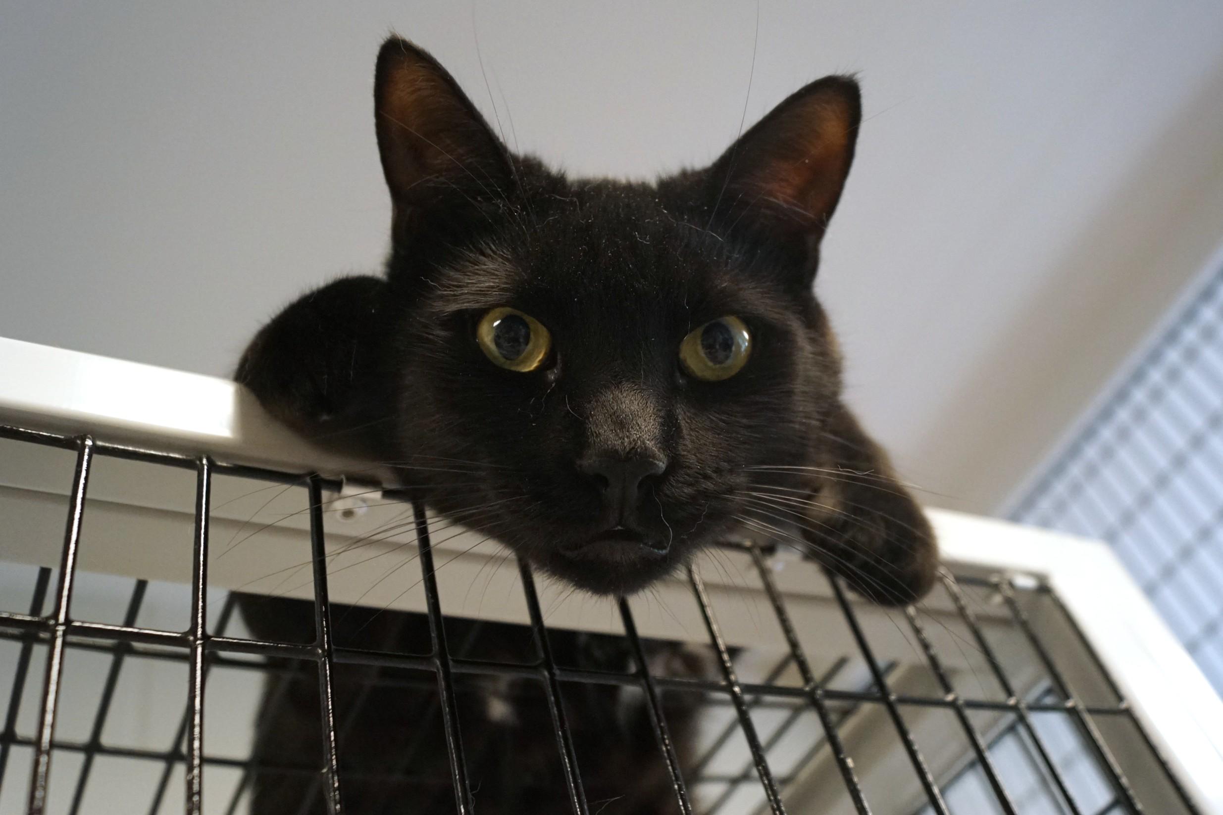 Enlarge Simon, a Adoptable Domestic Short Hair in New Milford, CT image 6/6