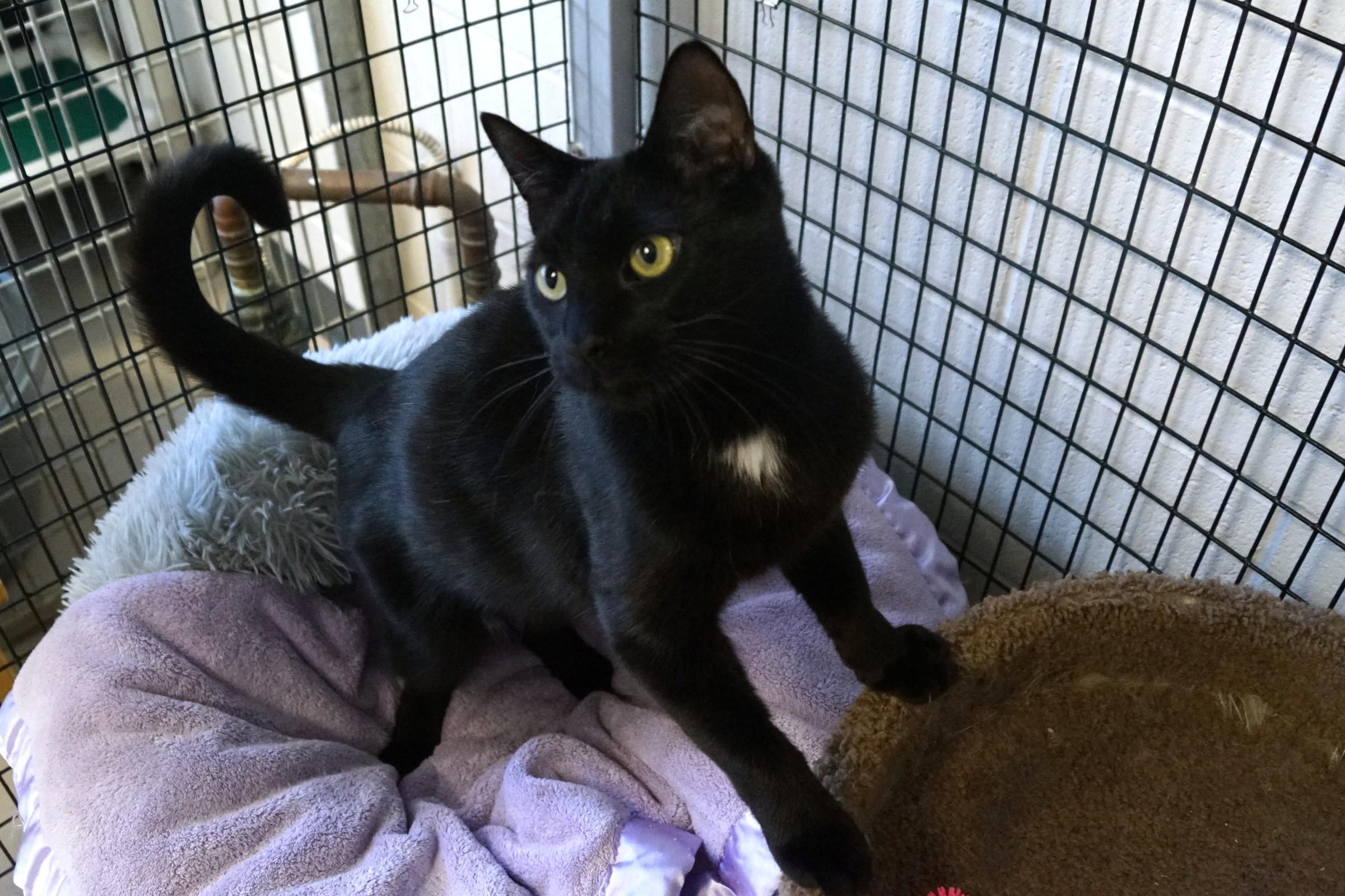 Enlarge Simon, a Adoptable Domestic Short Hair in New Milford, CT image 5/6