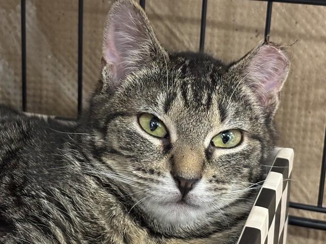 Enlarge PANGEA, a Adoptable Domestic Short Hair in Dedham, MA image 1/1