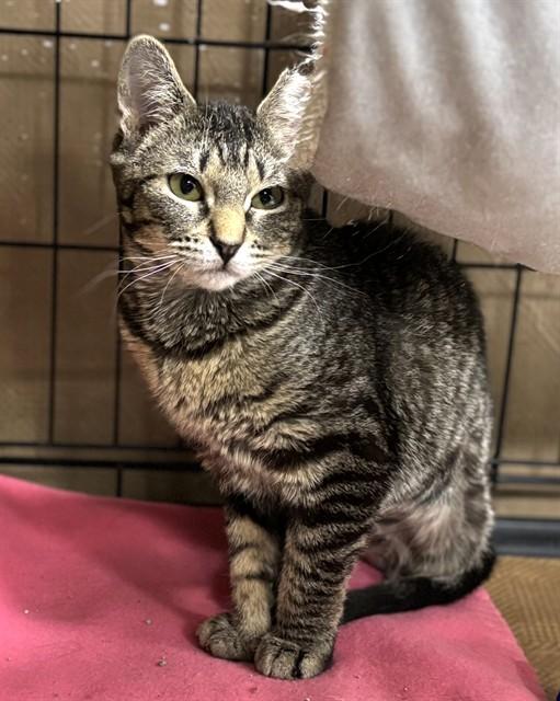 Enlarge PANGEA, a Adoptable Domestic Short Hair in Dedham, MA image 1/1