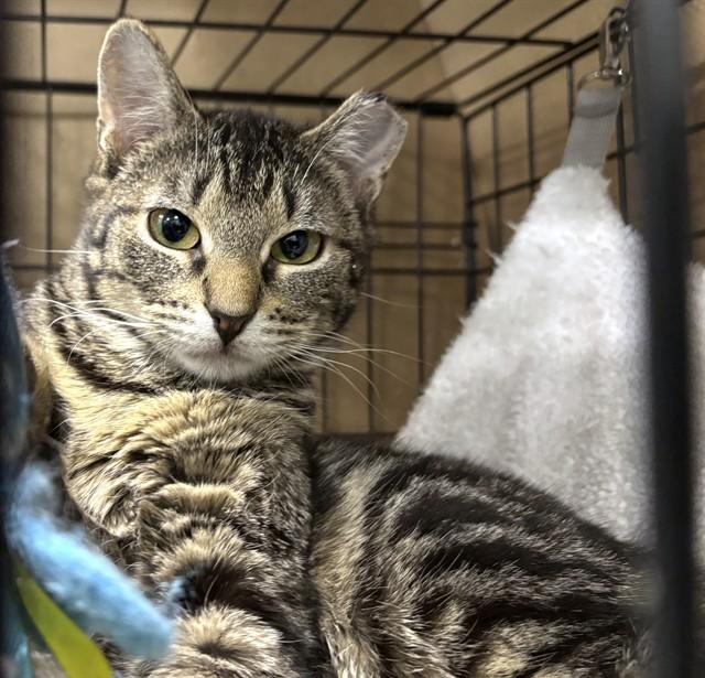 Enlarge PANGEA, a Adoptable Domestic Short Hair in Dedham, MA image 1/1