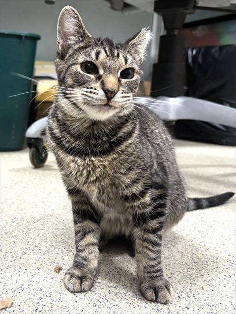 PANGEA, Adoptable, Young Female Domestic Short Hair.