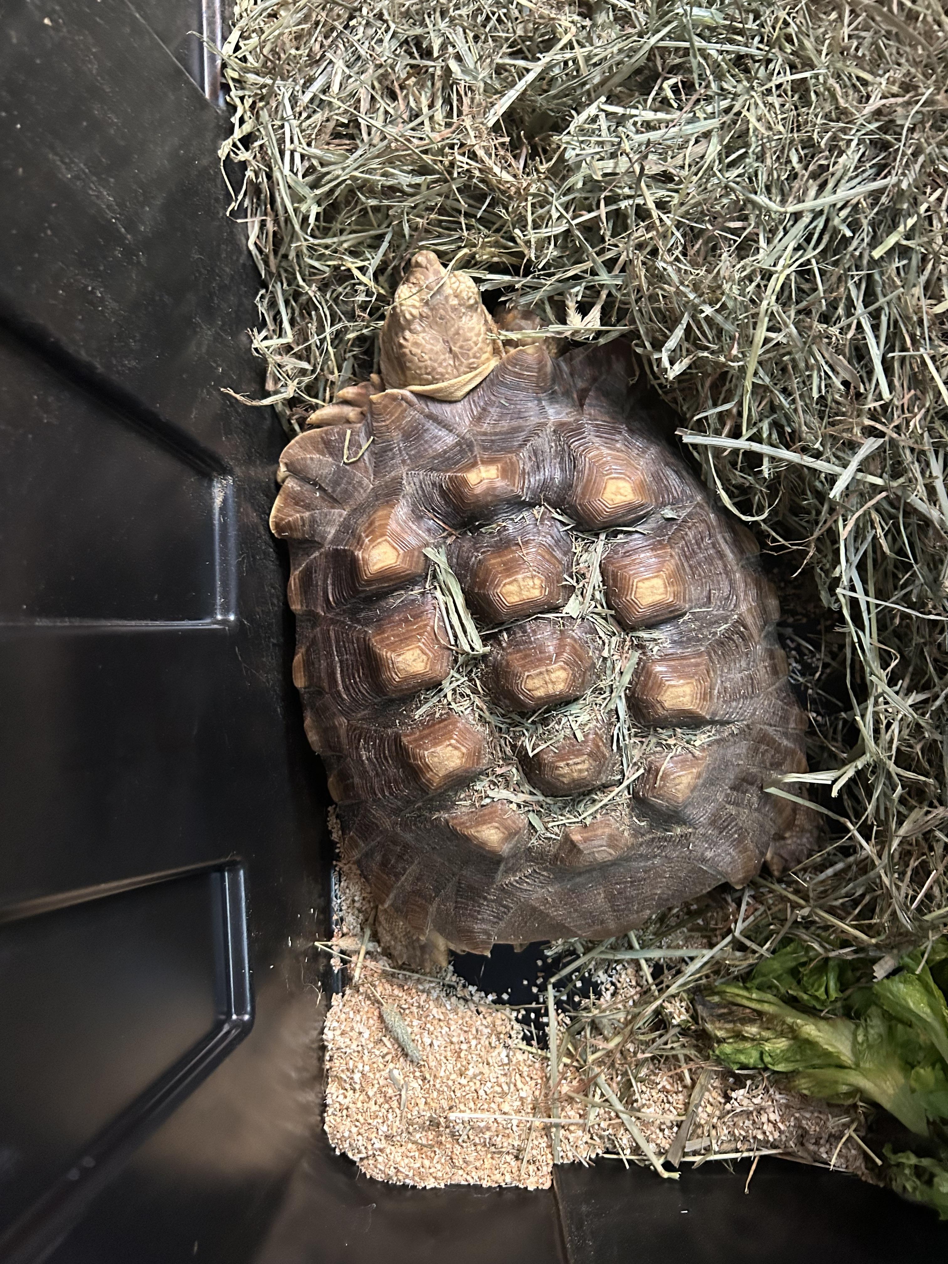 Sulcata Tortoise, adopted, Young Male Sulcata.