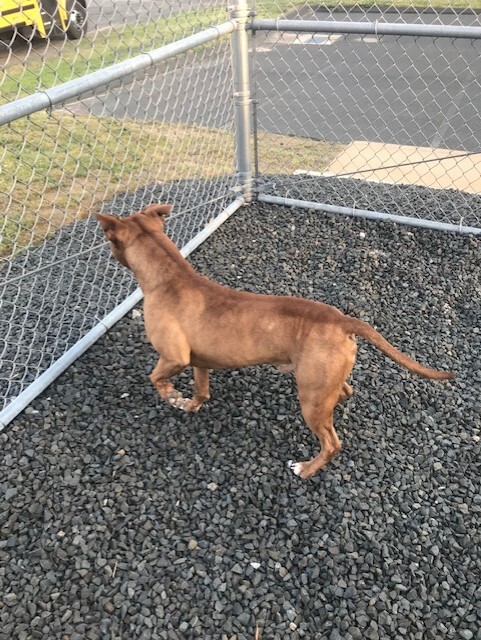 Silas, Adopted, Adult Male Pit Bull Terrier & Mixed Breed.