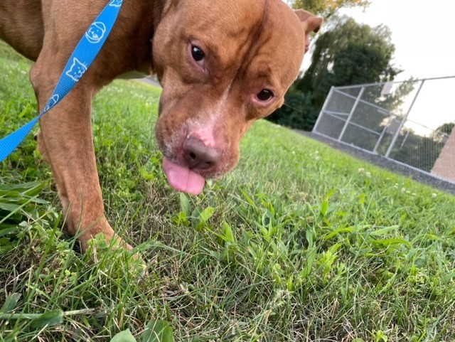 Silas, a Adopted mixed breed in Windsor Locks, CT image 2/9