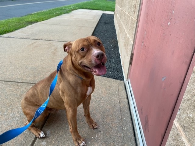 Silas, a Adopted mixed breed in Windsor Locks, CT image 3/9