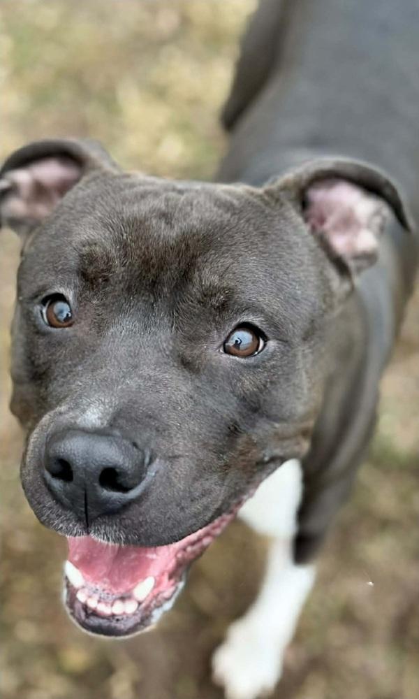 Enlarge Dante, a Adoptable mixed breed in Kennesaw, GA image 1/1