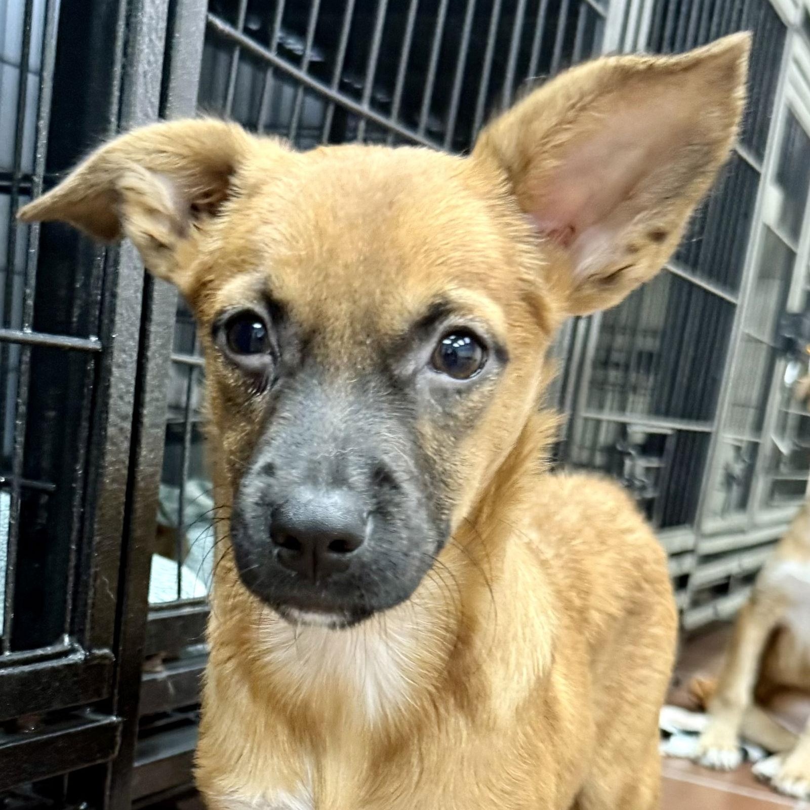 Habbibi, Adoptable, Puppy Male Chihuahua.