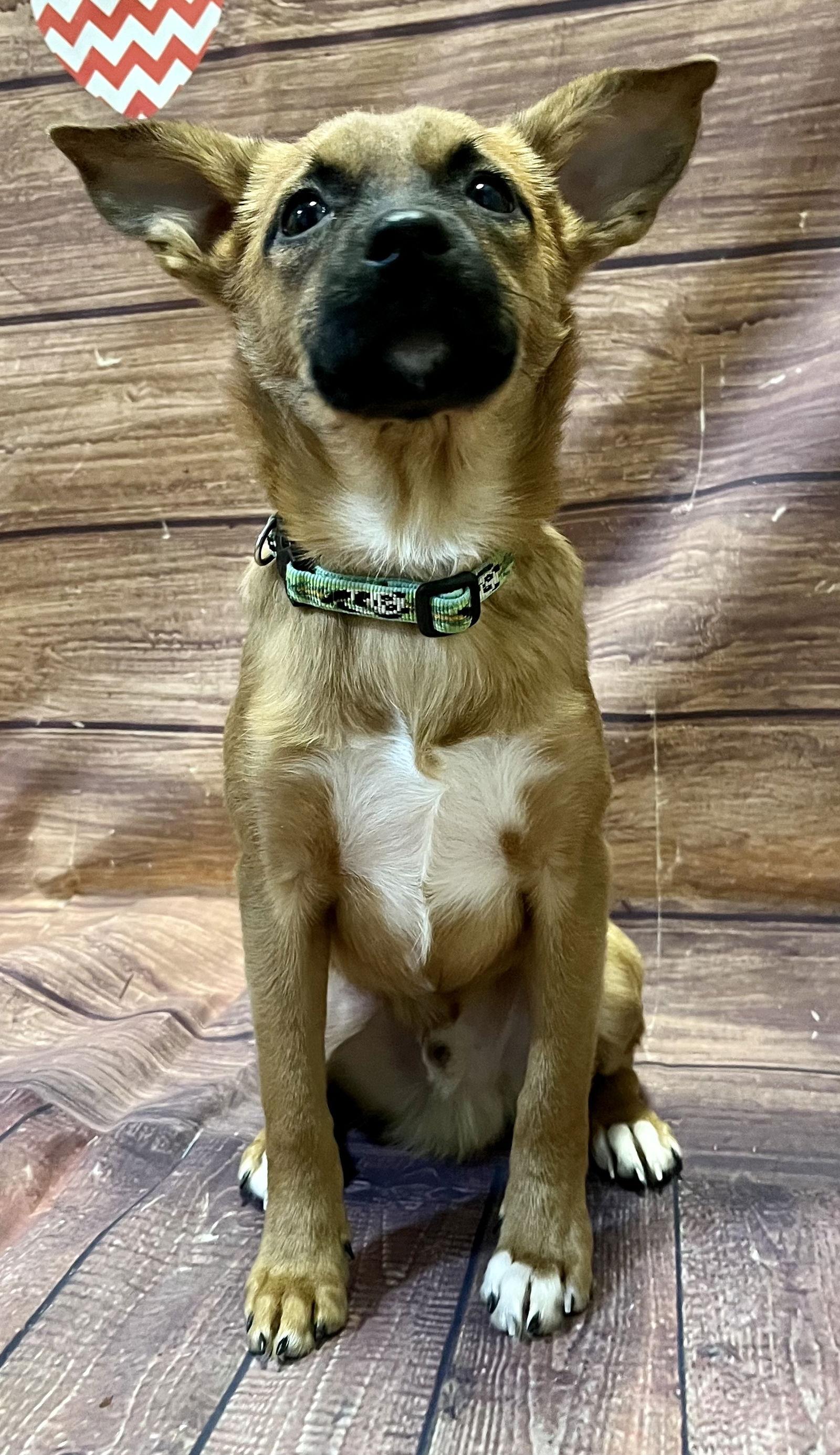 Enlarge Habbibi, a Adopted Chihuahua in Lake Hopatcong, NJ image 2/3