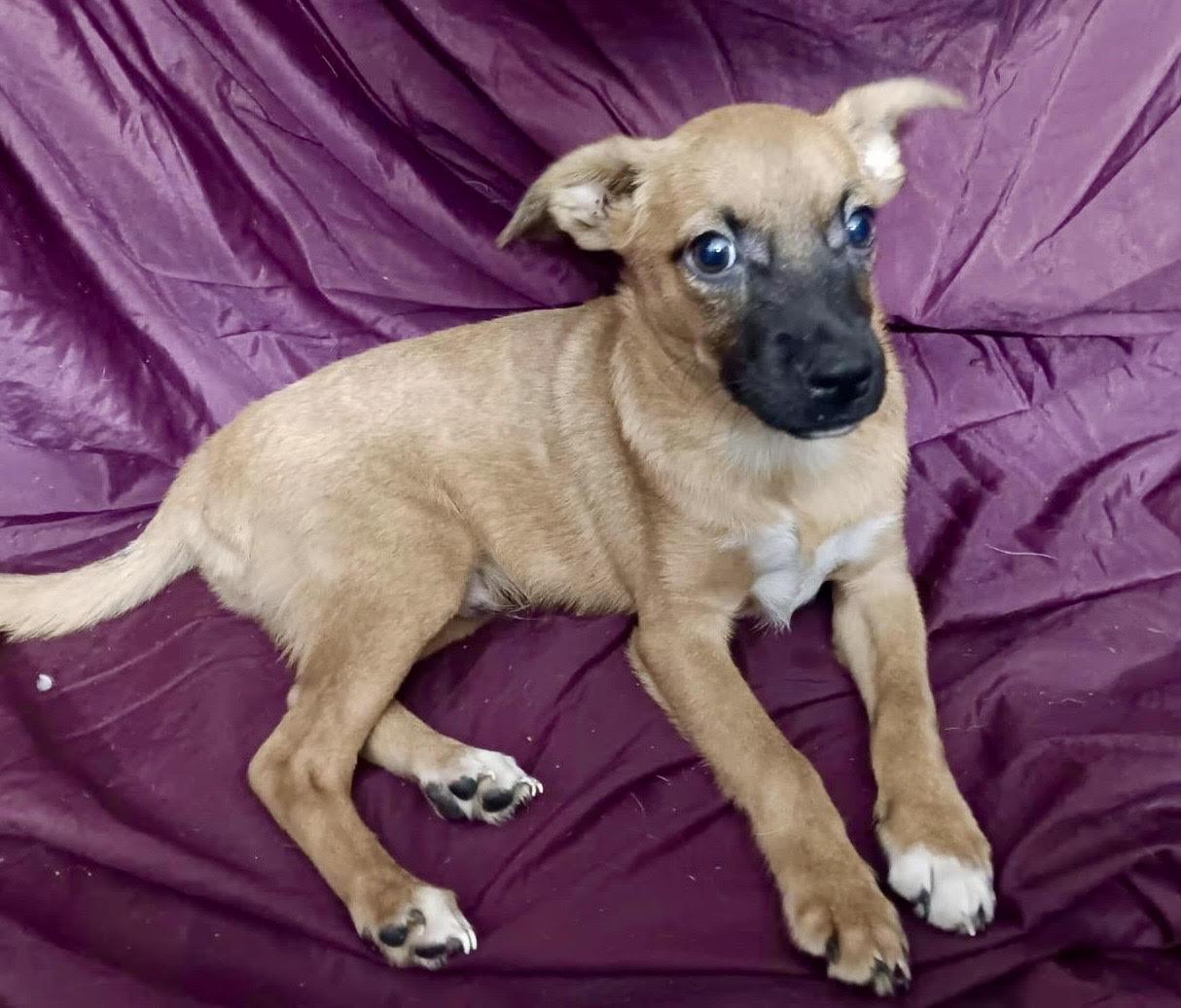 Habbibi, Adoptable, Puppy Male Chihuahua.