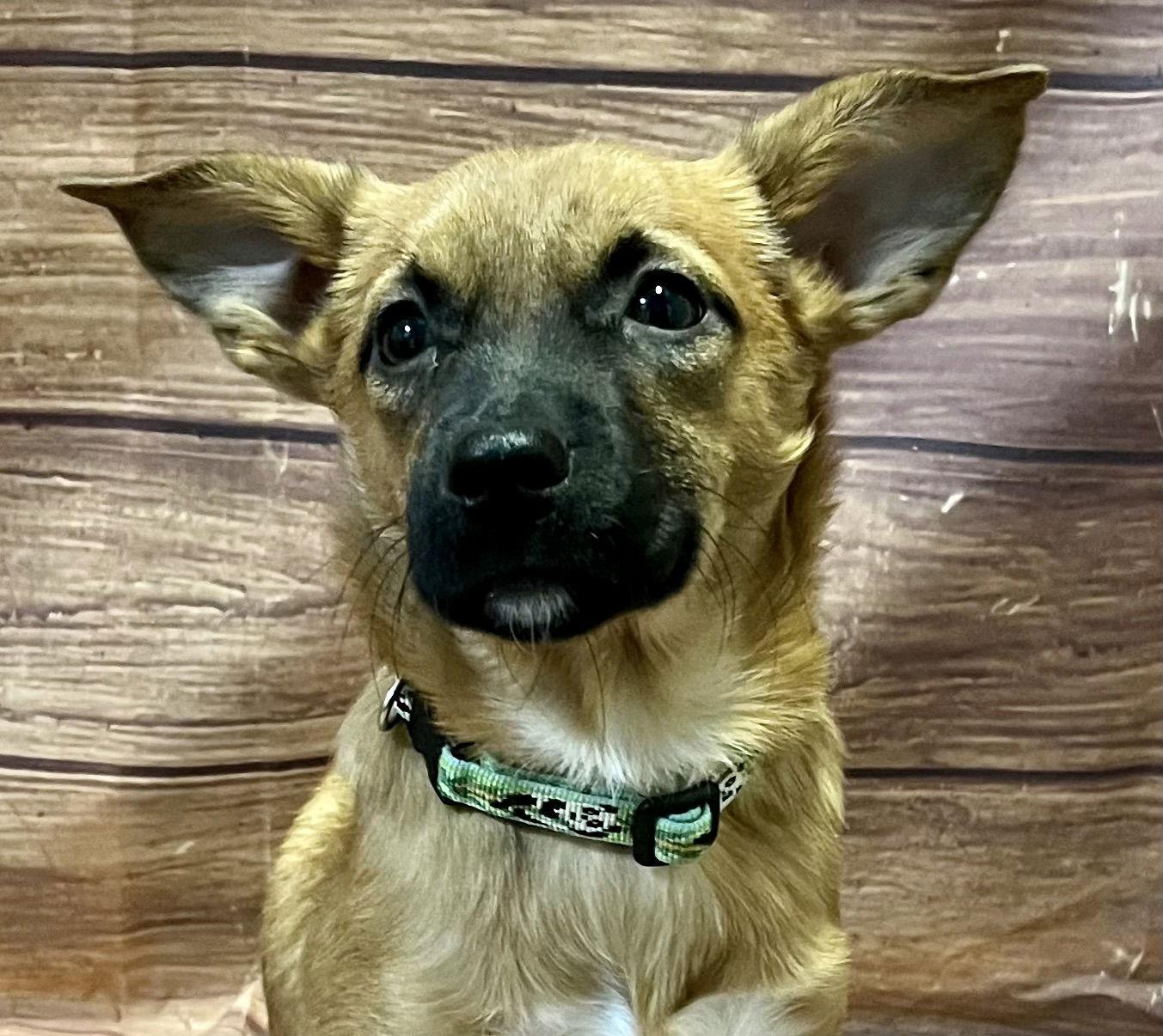 Enlarge Habbibi, a Adopted Chihuahua in Lake Hopatcong, NJ image 3/3