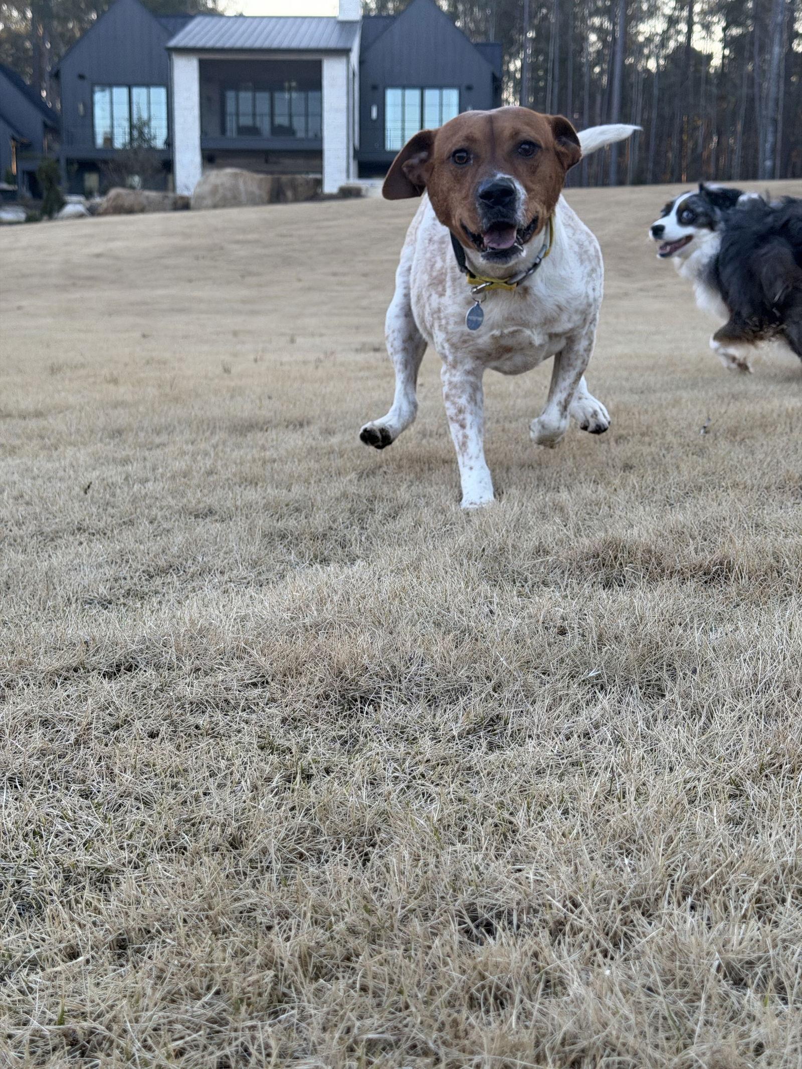 Enlarge Johnny, a Adoptable mixed breed in Ball Ground, GA image 1/3