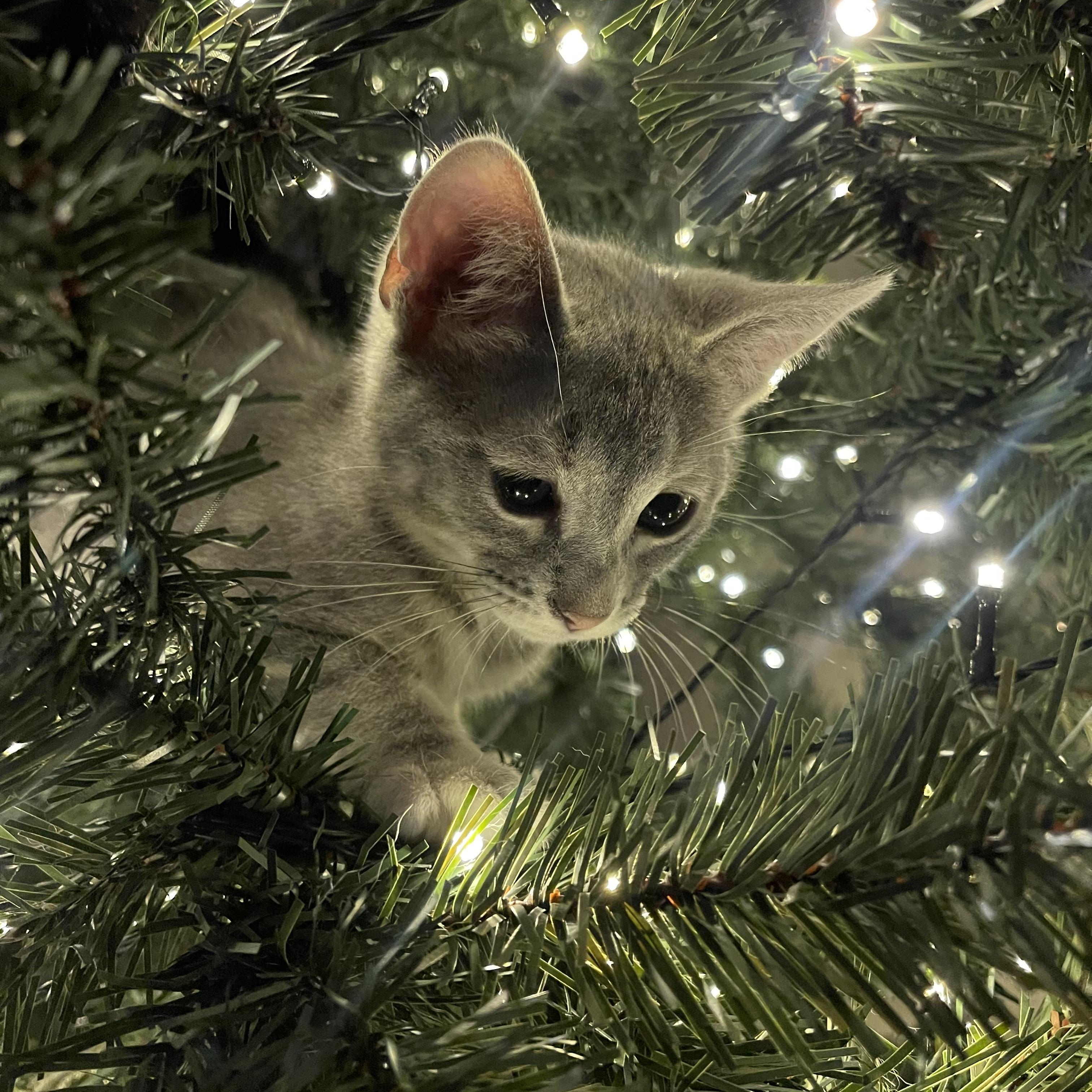 Enlarge Misty, an adopted Domestic Short Hair in Santa Ana, CA image 1/5