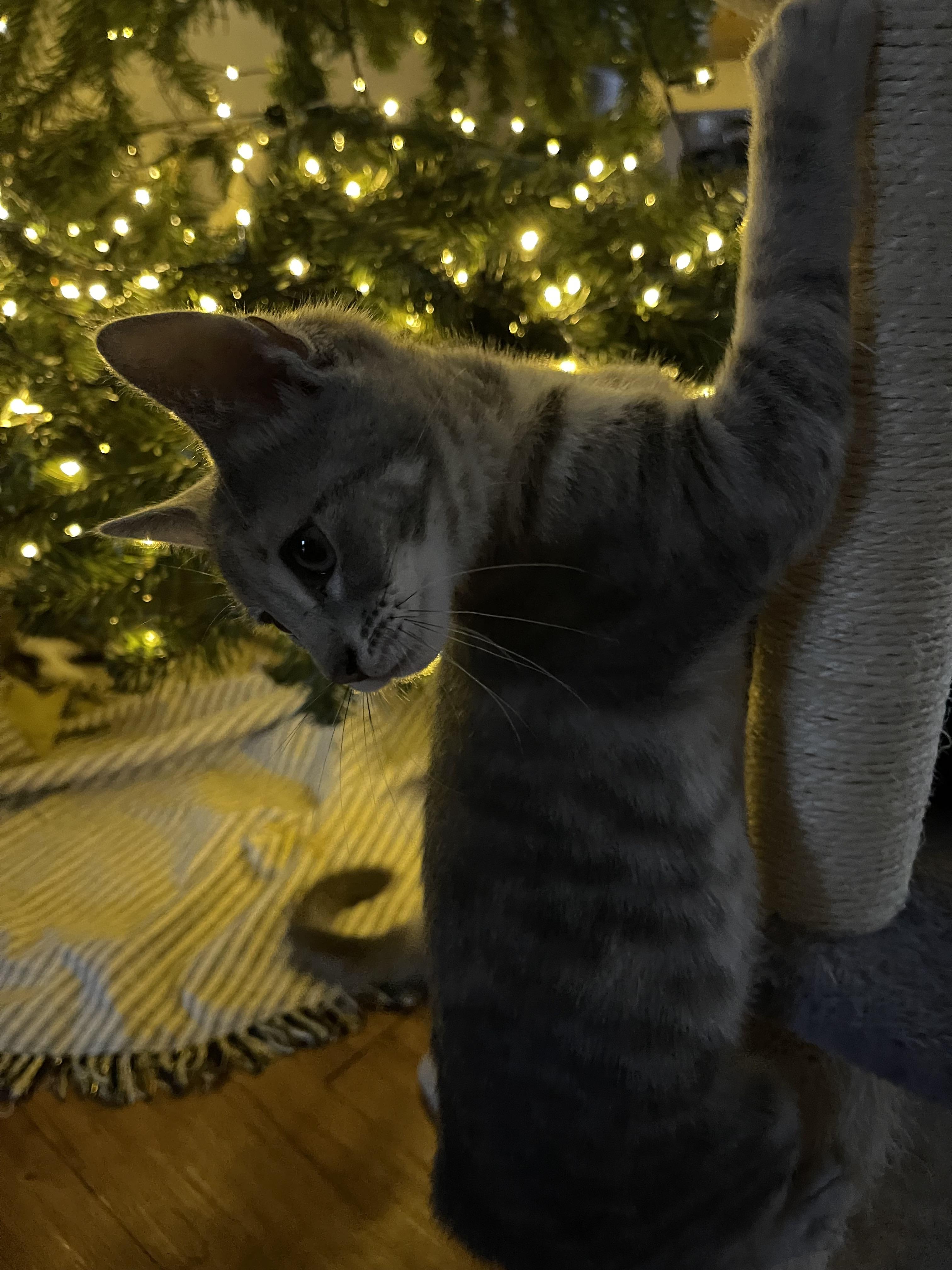 Enlarge Misty, an adopted Domestic Short Hair in Santa Ana, CA image 2/5