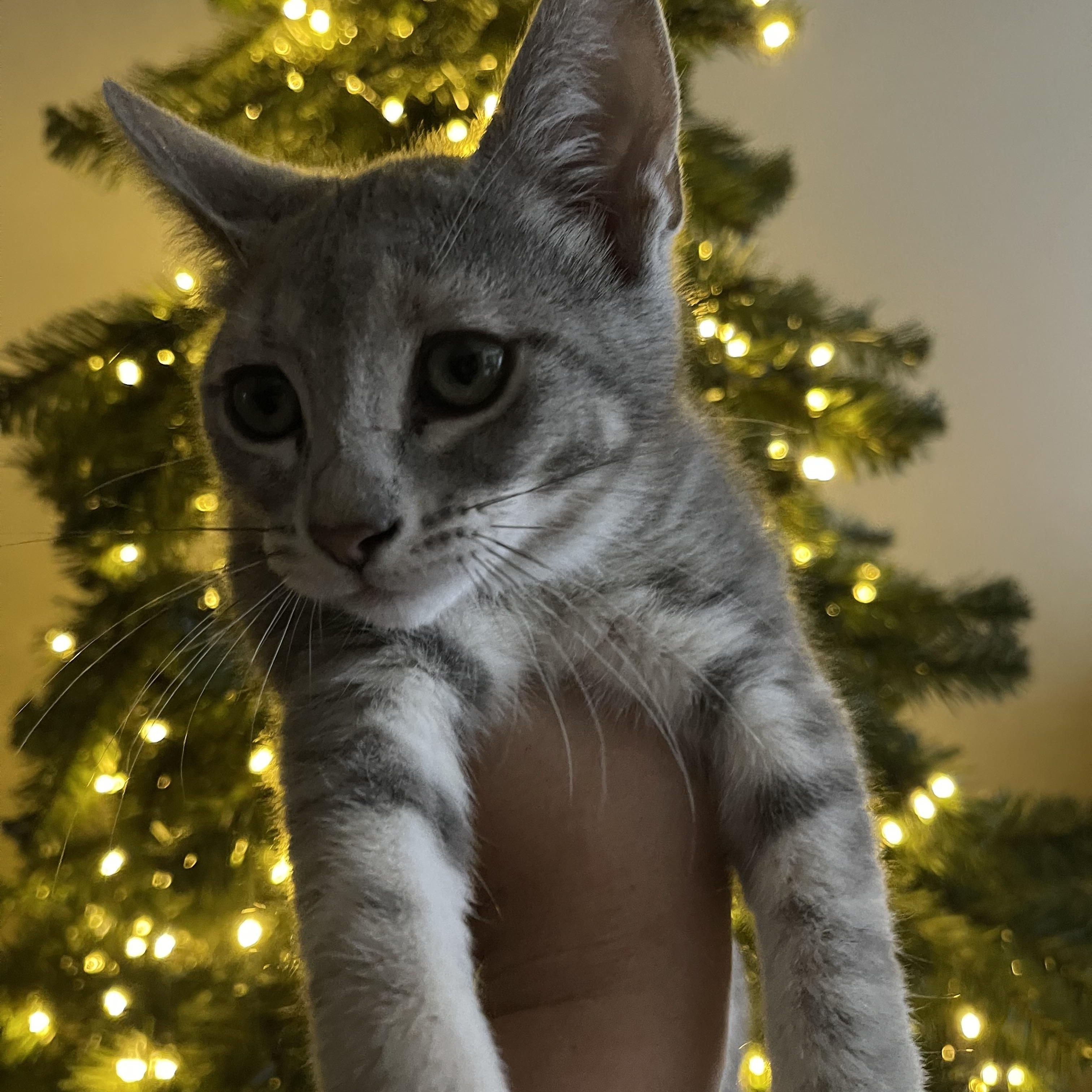 Enlarge Misty, an adopted Domestic Short Hair in Santa Ana, CA image 3/5