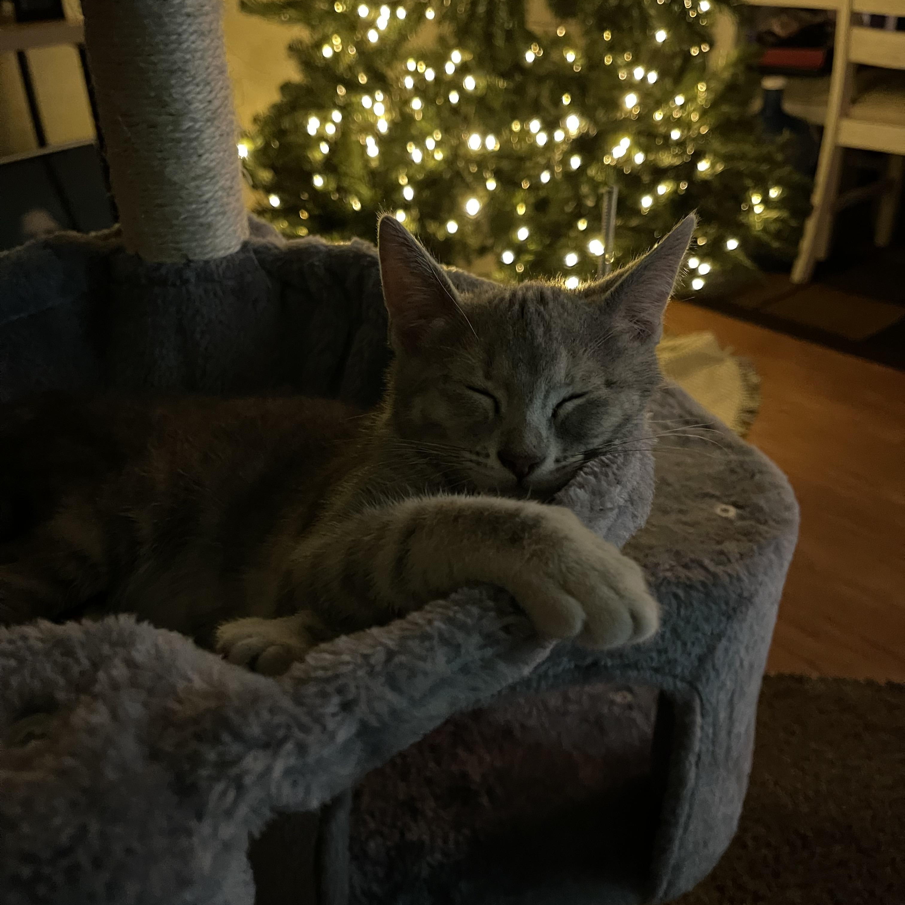 Enlarge Misty, an adopted Domestic Short Hair in Santa Ana, CA image 4/5