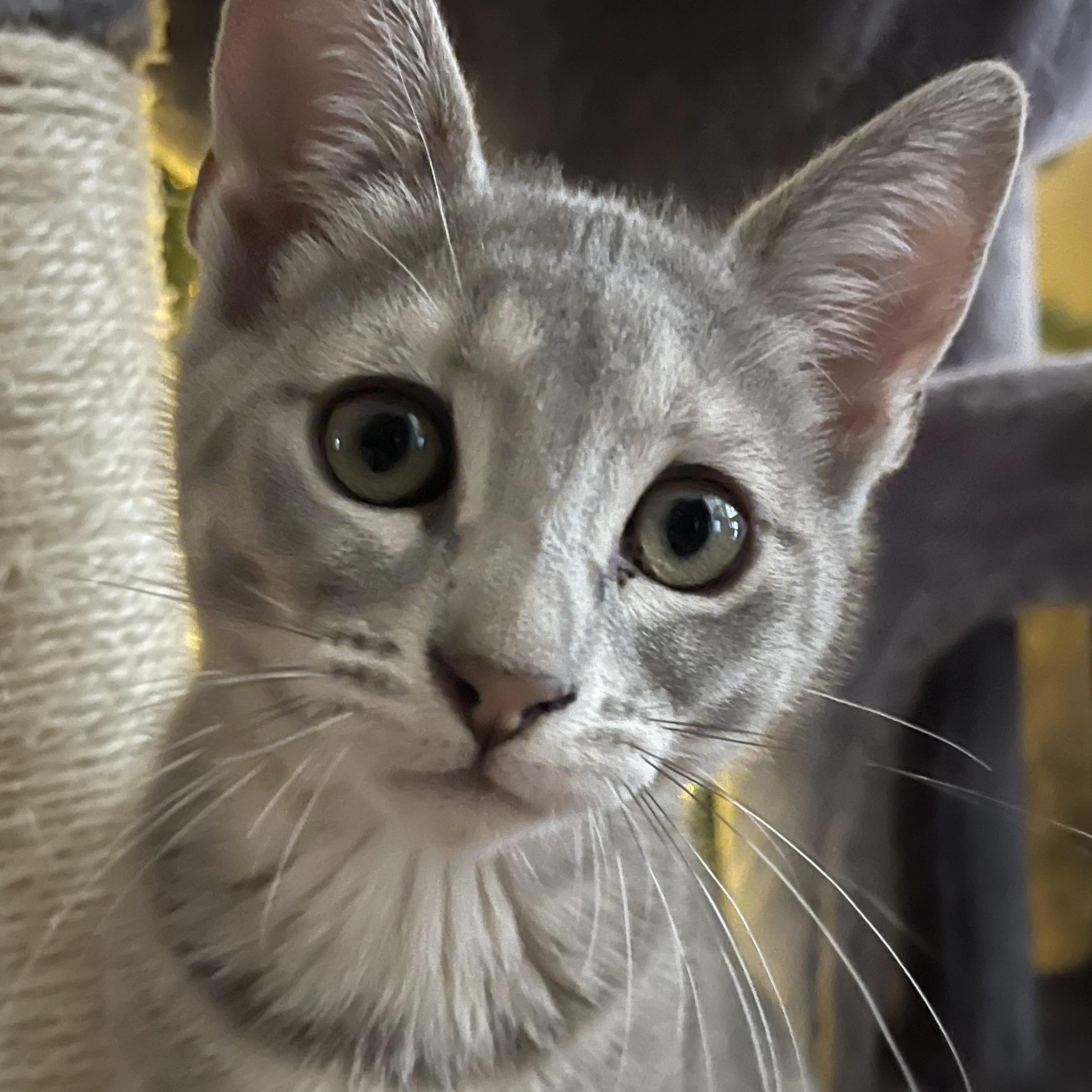 Enlarge Misty, an adopted Domestic Short Hair in Santa Ana, CA image 5/5