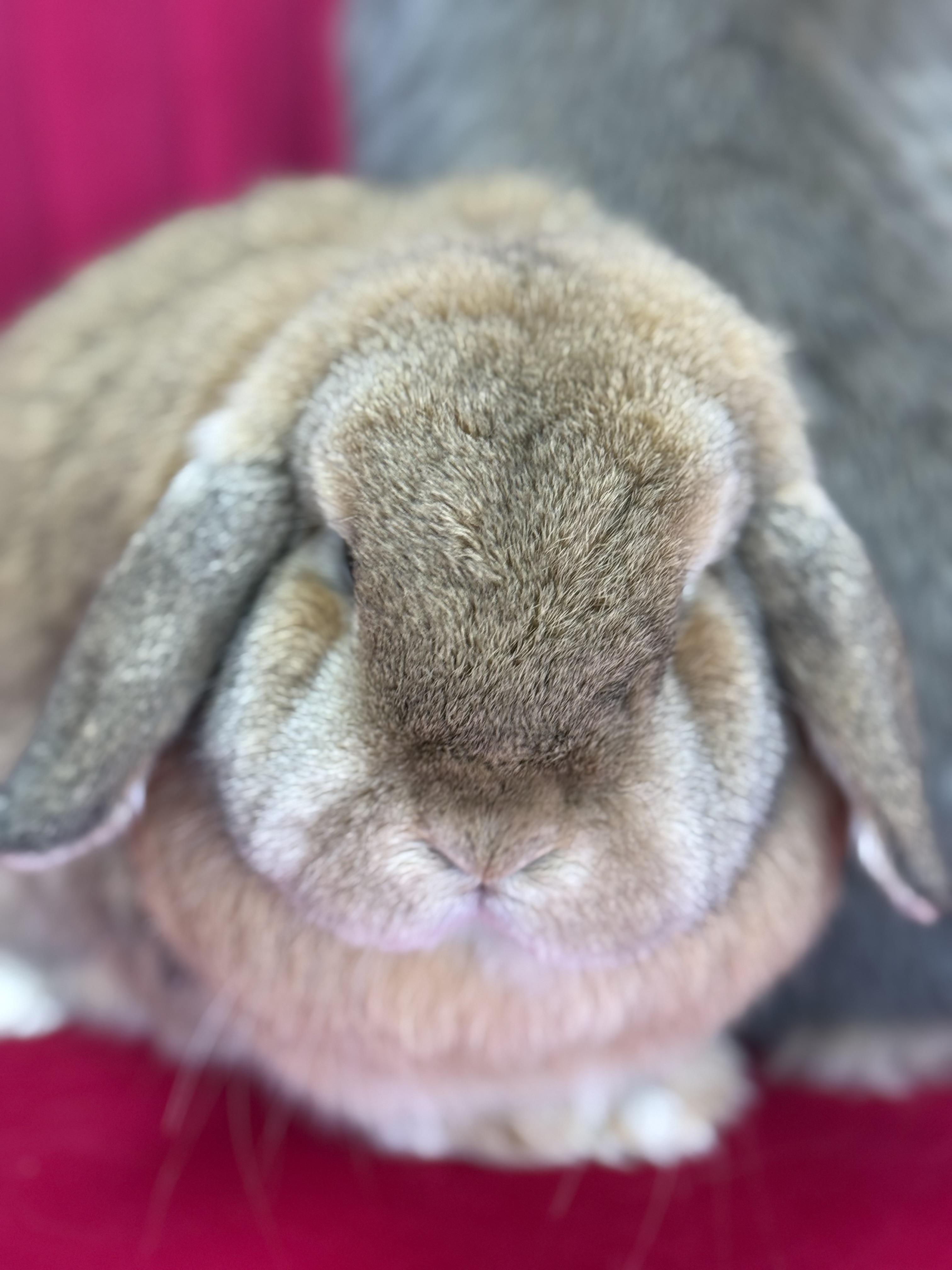 Enlarge Petal and Cactus, a ADOPTABLE Lop Eared in St. Charles, MO image 4/6