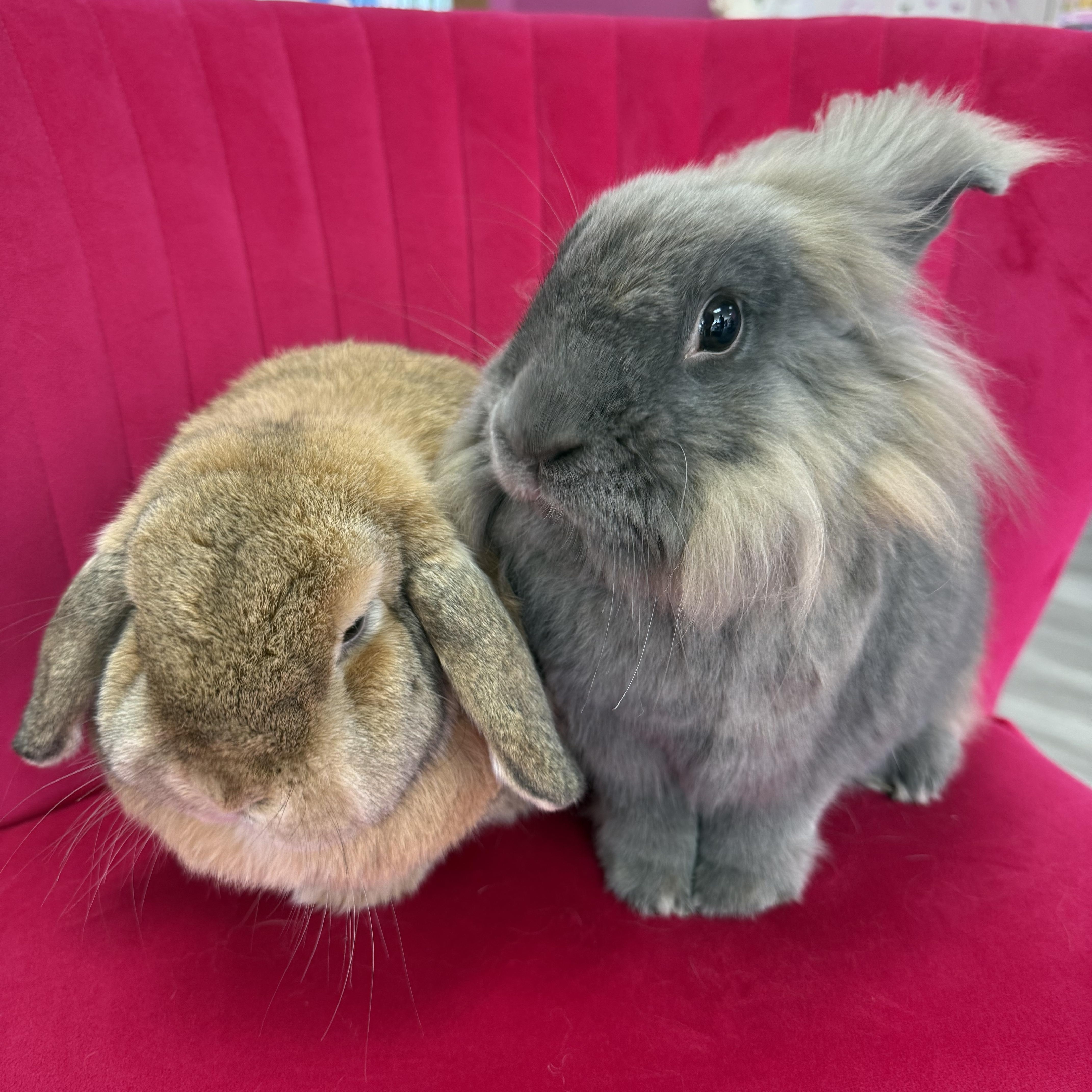 Petal and Cactus, ADOPTABLE, Adult Female Lop Eared.