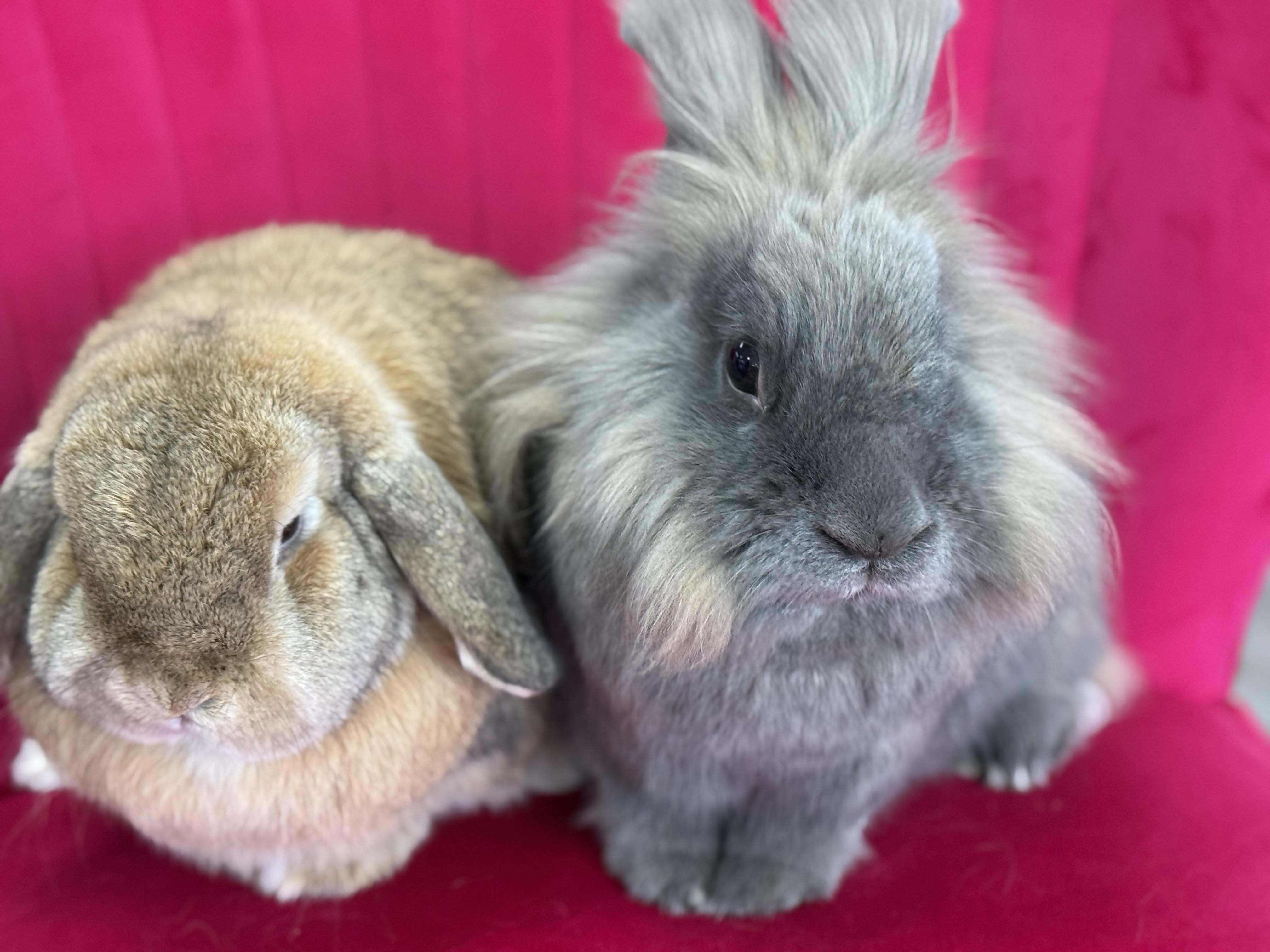 Enlarge Petal and Cactus, a ADOPTABLE Lop Eared in St. Charles, MO image 2/6