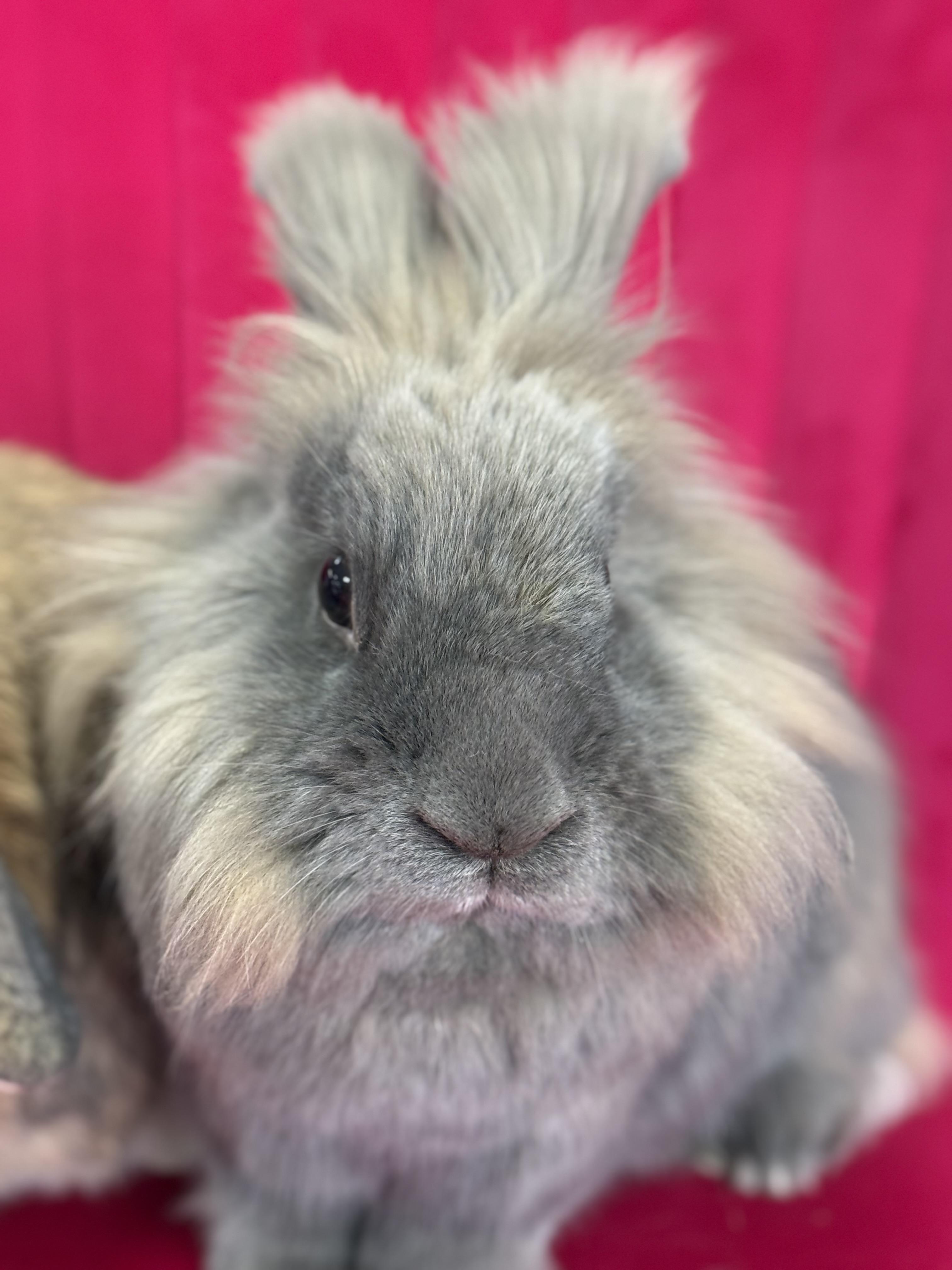 Enlarge Petal and Cactus, a ADOPTABLE Lop Eared in St. Charles, MO image 5/6
