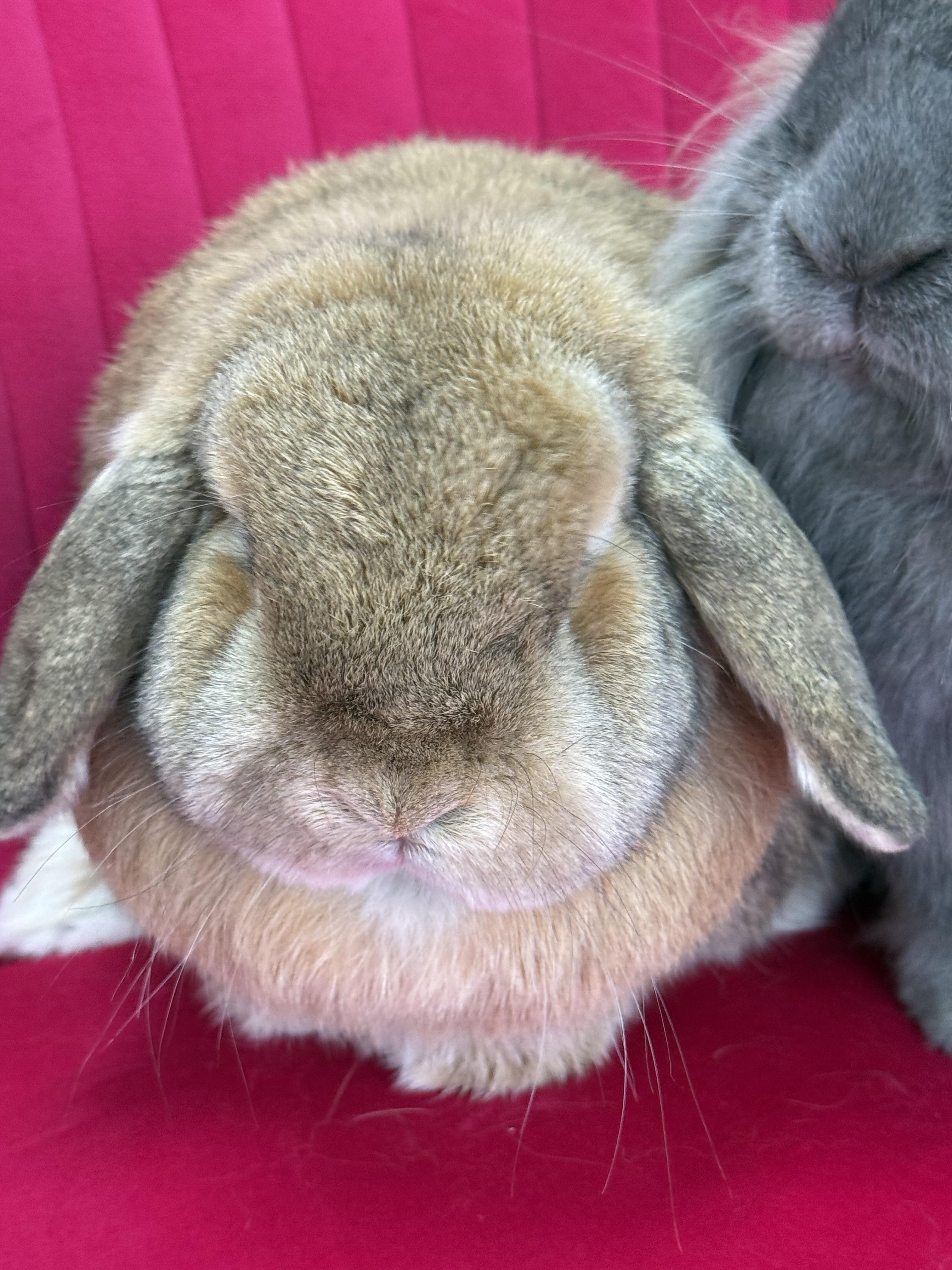 Enlarge Petal and Cactus, a ADOPTABLE Lop Eared in St. Charles, MO image 3/6