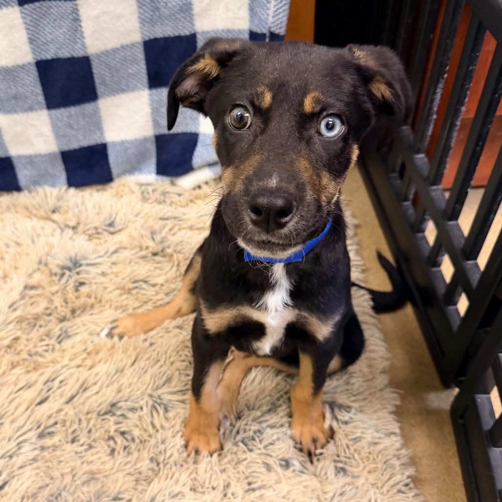 Cal, Adoptable, Puppy Male Australian Shepherd & Mixed Breed.