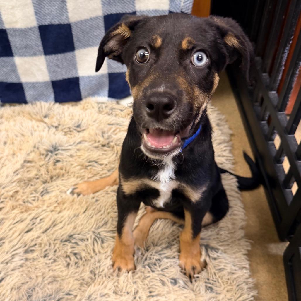 Cal, a Adoptable mixed breed in Columbus, GA image 2/3
