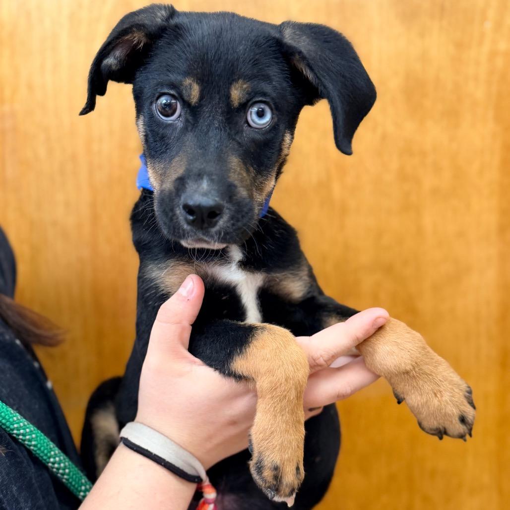 Cal, a Adoptable mixed breed in Columbus, GA image 3/3