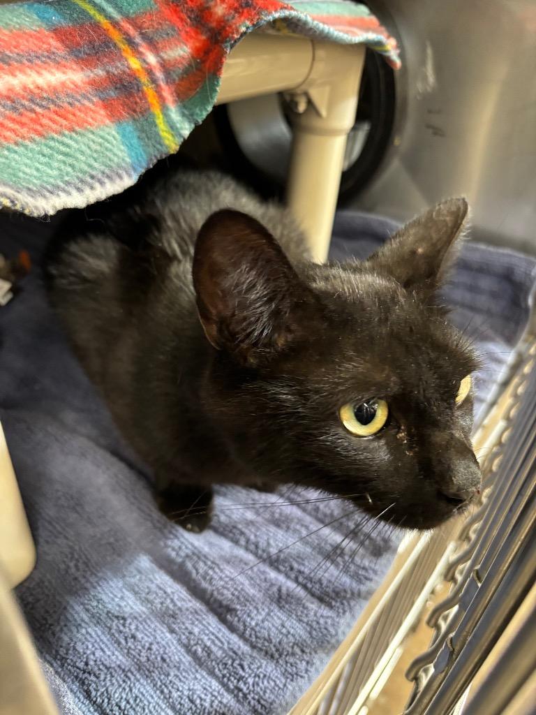 Kipper, Adoptable, Adult Male Domestic Short Hair.
