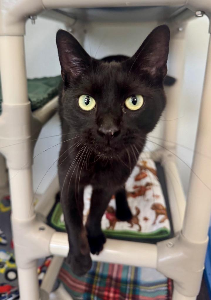 Enlarge Kipper, a Adoptable mixed breed in Gillette, WY image 2/3