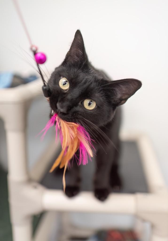 Enlarge Kipper, a Adoptable mixed breed in Gillette, WY image 3/3
