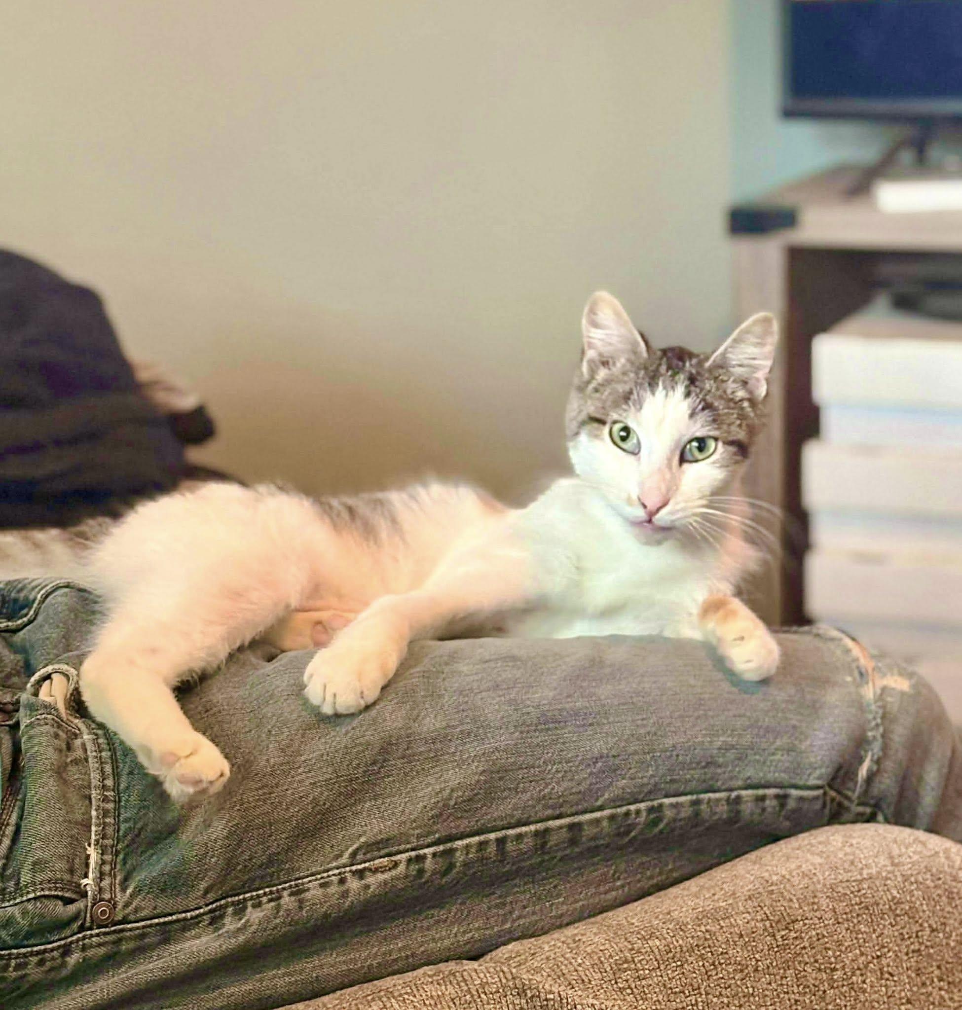 Enlarge Bivens, a ADOPTABLE American Shorthair in Elkland, PA image 4/4