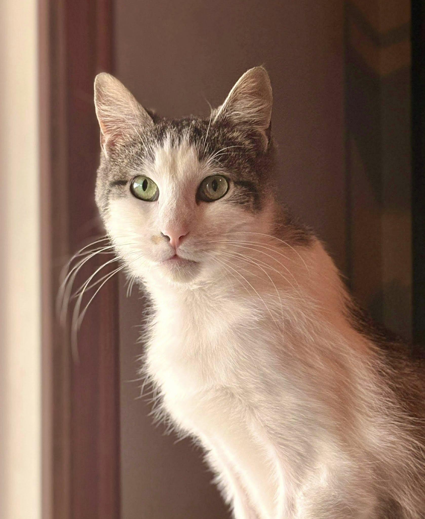 Enlarge Bivens, a ADOPTABLE American Shorthair in Elkland, PA image 1/4