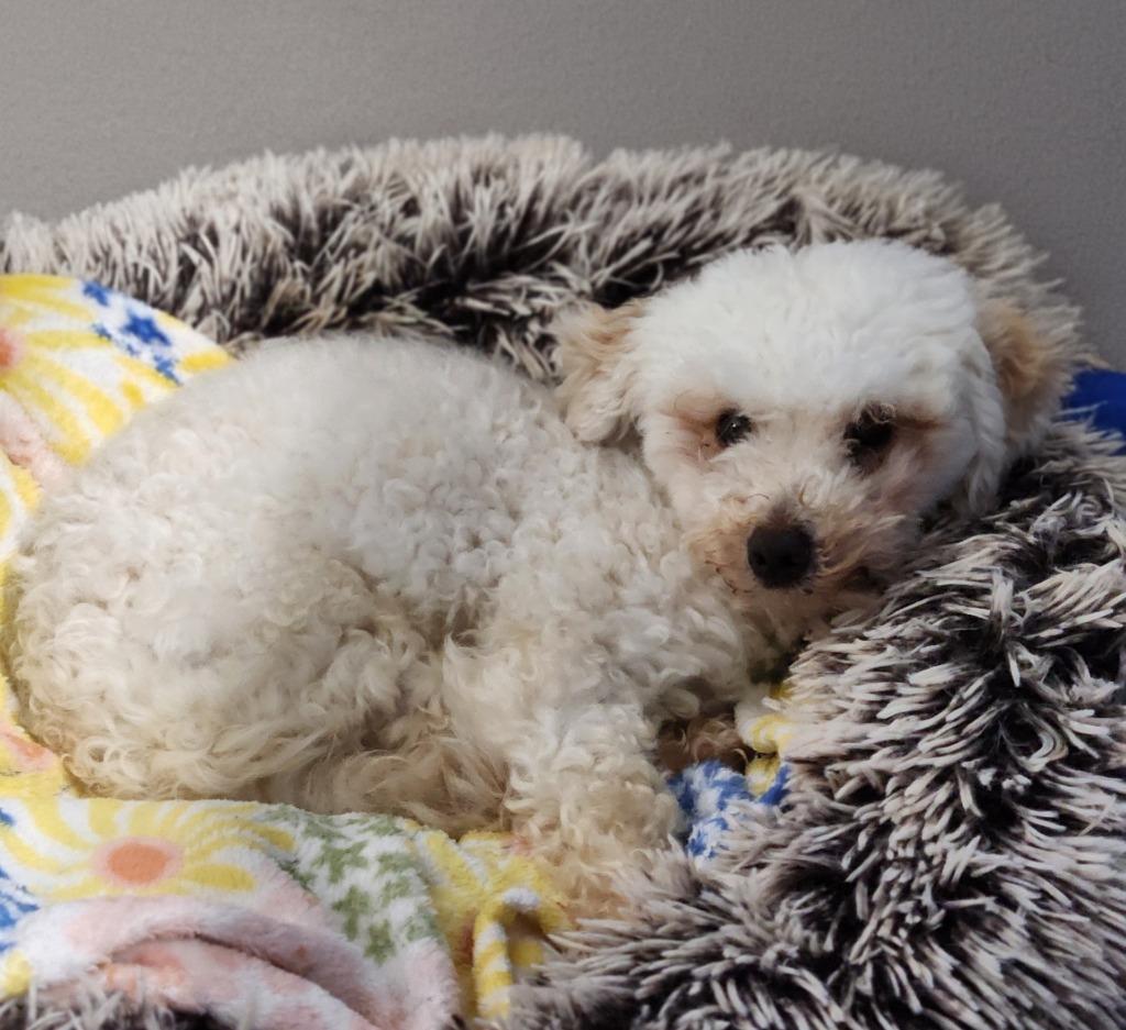Jeter, Adopted, Adult Male Miniature Poodle.