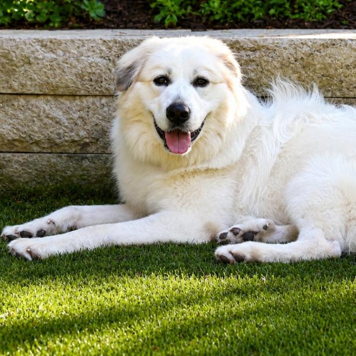 Mr. Pickles (aka Pippin), a ADOPTABLE Great Pyrenees in Atlanta, GA image 2/6