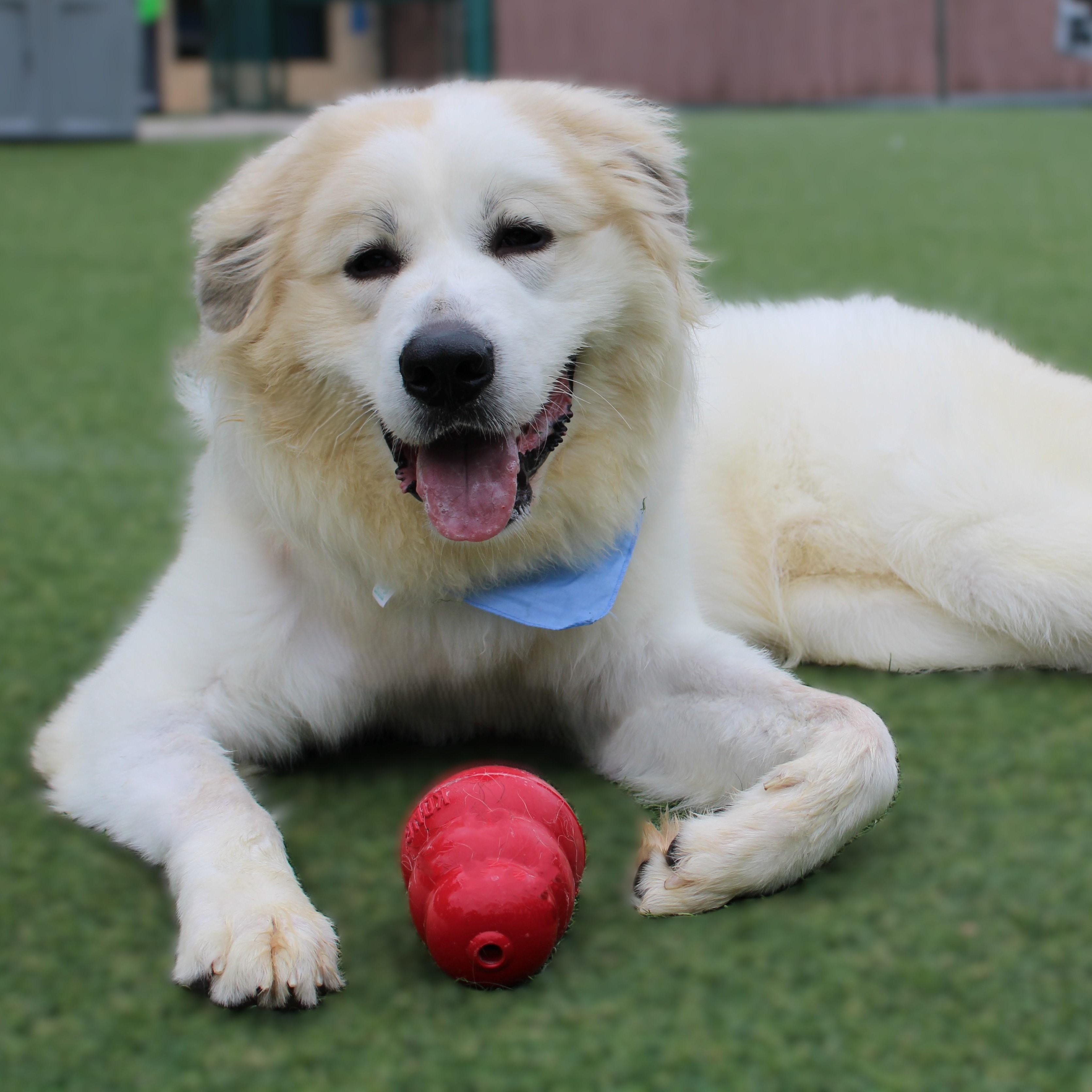Mr. Pickles, ADOPTABLE, Adult Male Great Pyrenees.
