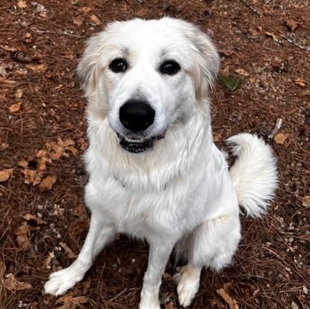 Enlarge Mr. Pickles, a ADOPTABLE Great Pyrenees in Atlanta, GA image 2/4