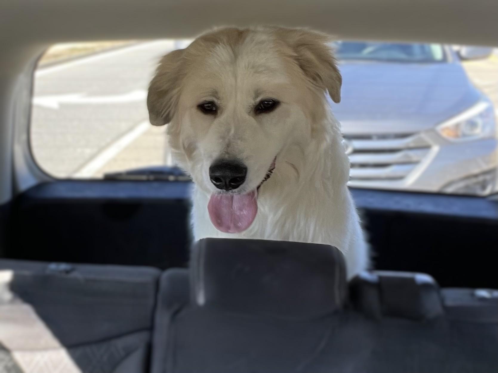 Enlarge Mr. Pickles, a ADOPTABLE Great Pyrenees in Atlanta, GA image 4/4