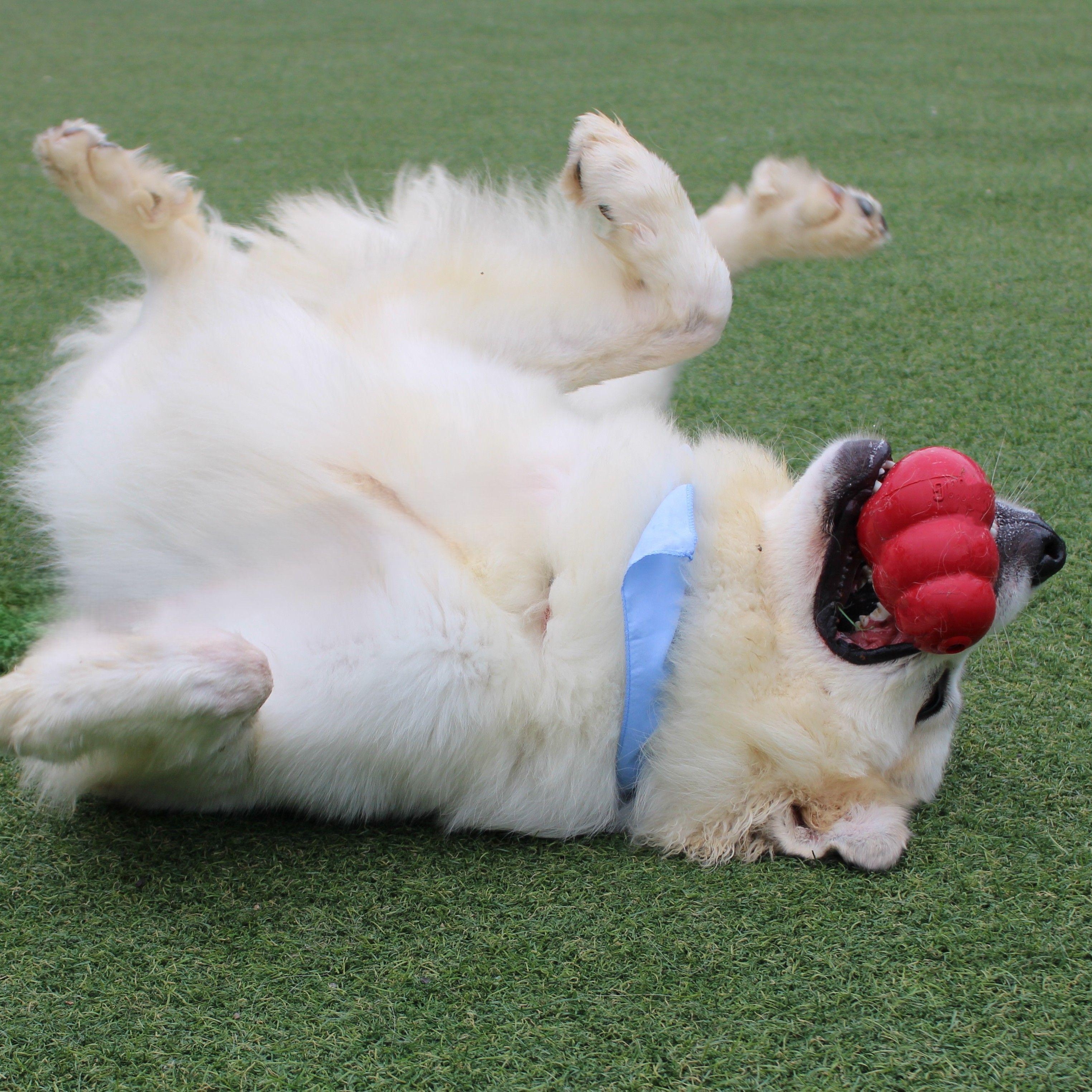 Enlarge Mr. Pickles, a ADOPTABLE Great Pyrenees in Atlanta, GA image 3/6