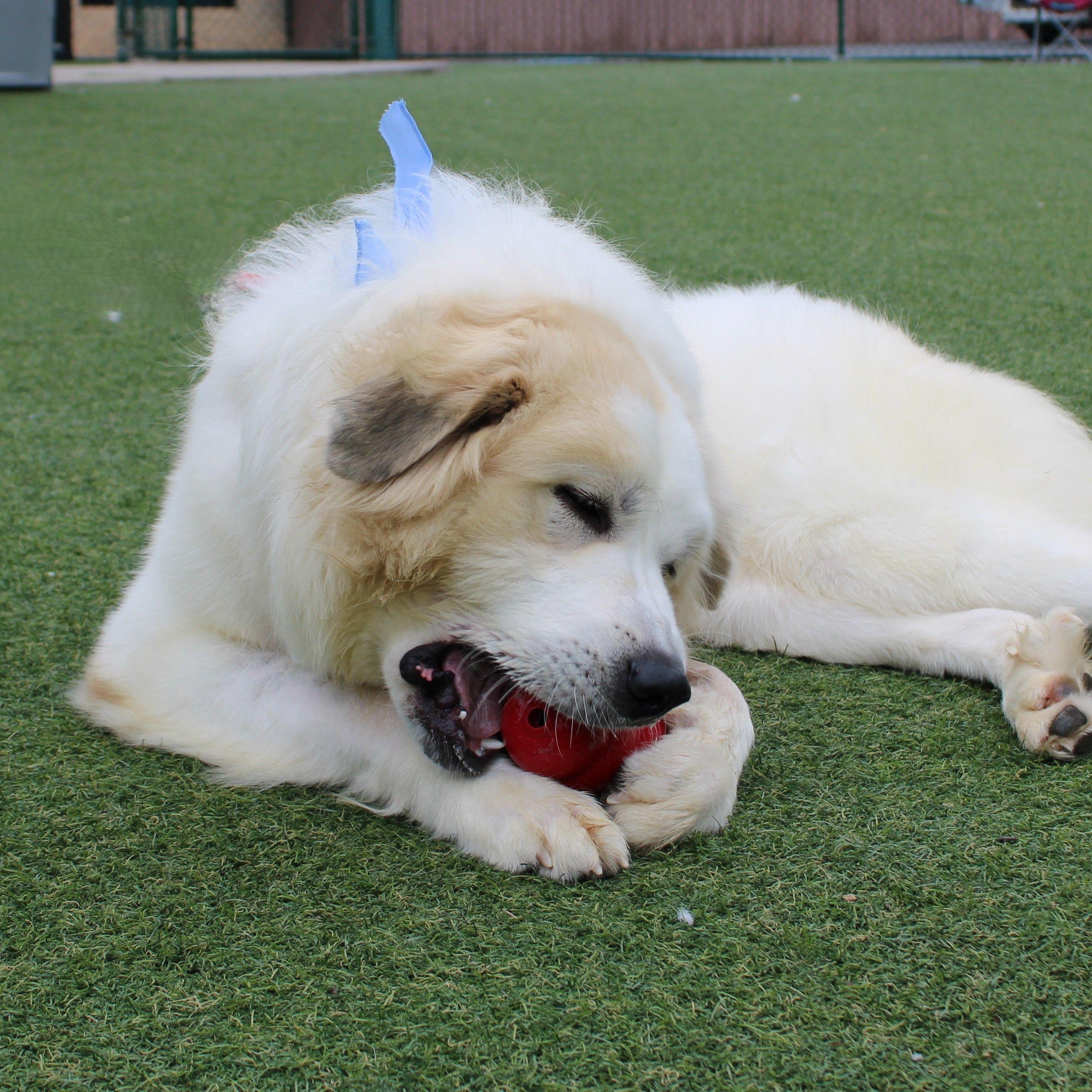 Enlarge Mr. Pickles, a ADOPTABLE Great Pyrenees in Atlanta, GA image 4/6