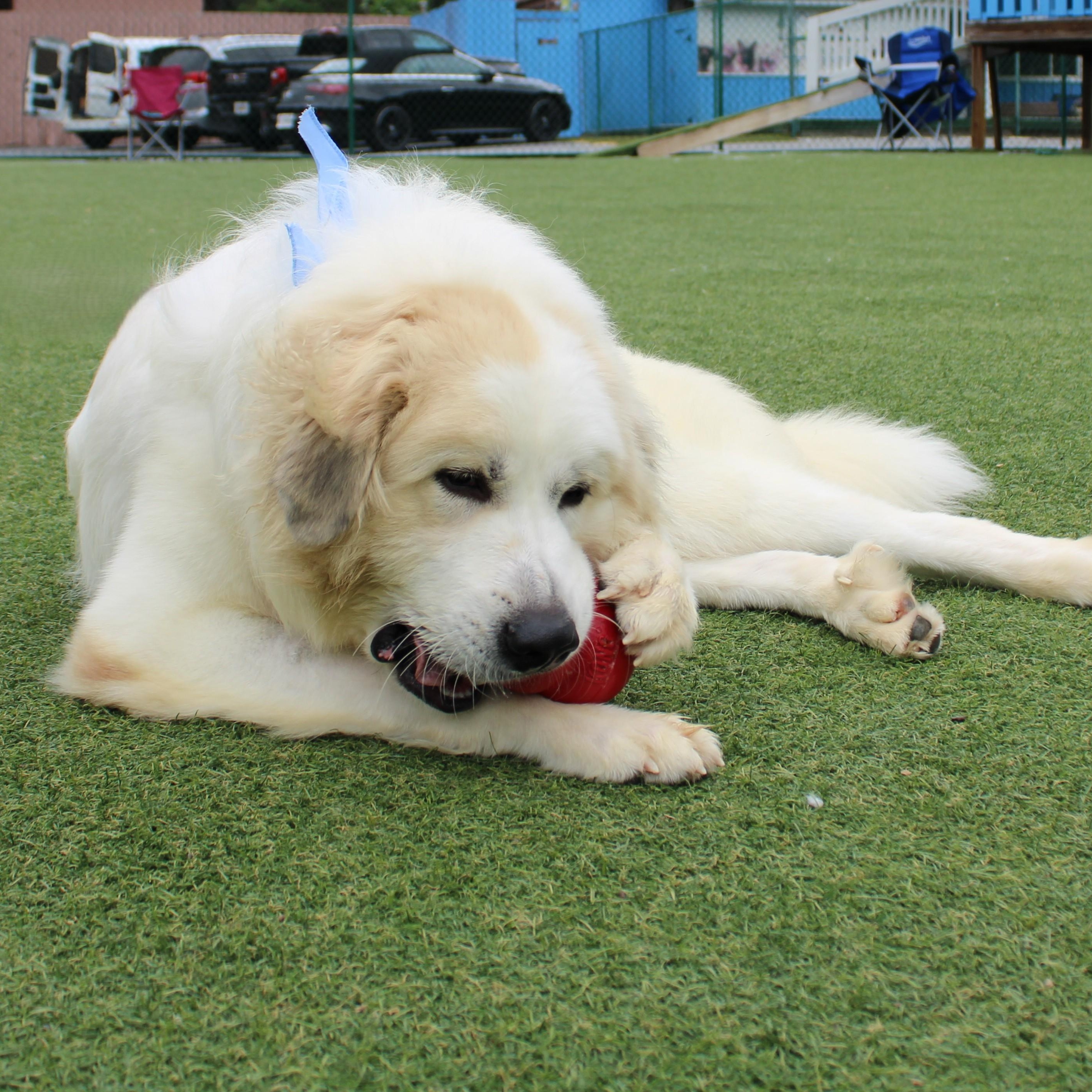 Enlarge Mr. Pickles, a ADOPTABLE Great Pyrenees in Atlanta, GA image 2/6