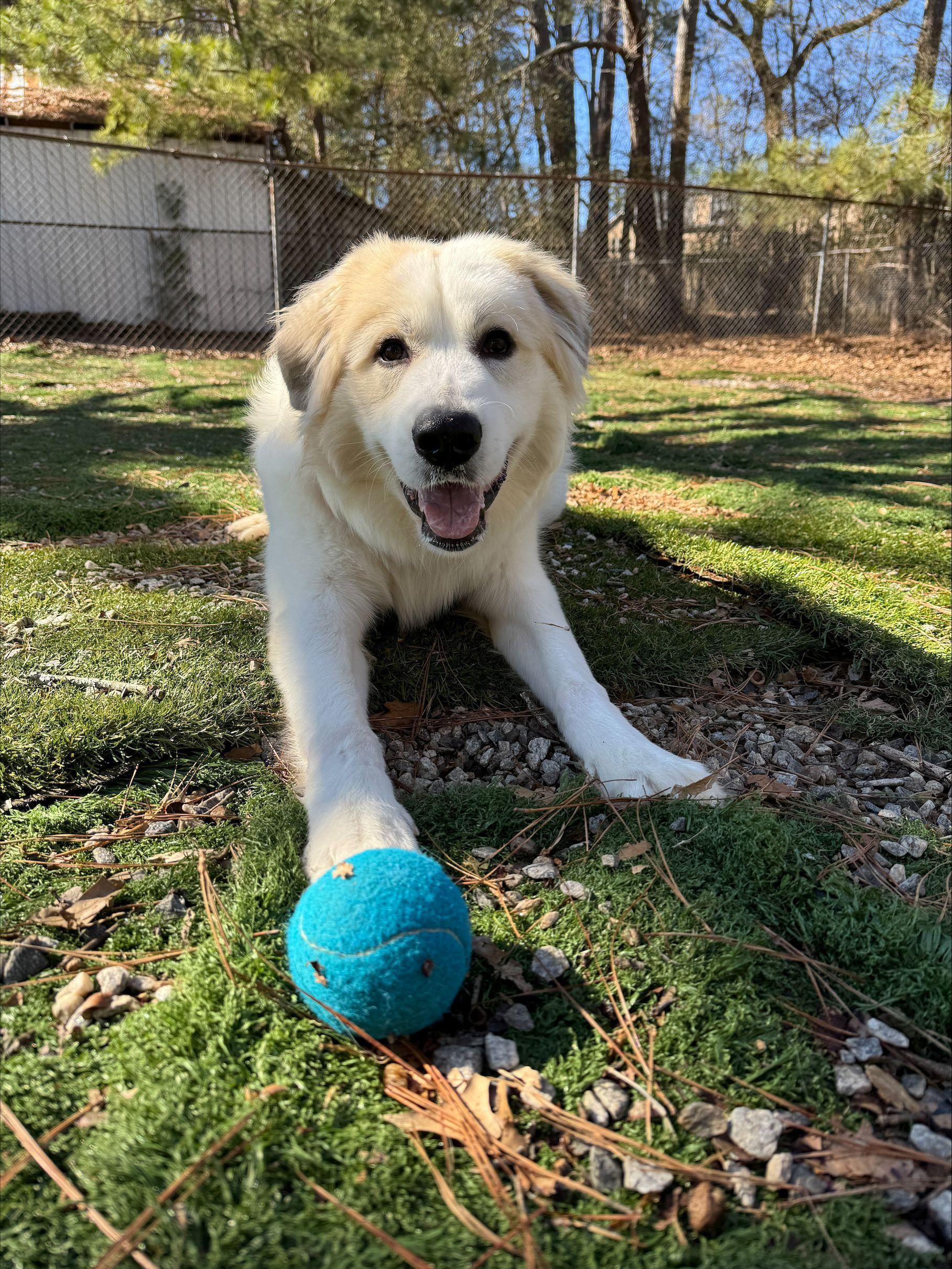 Mr. Pickles, ADOPTABLE, Adult Male Great Pyrenees.